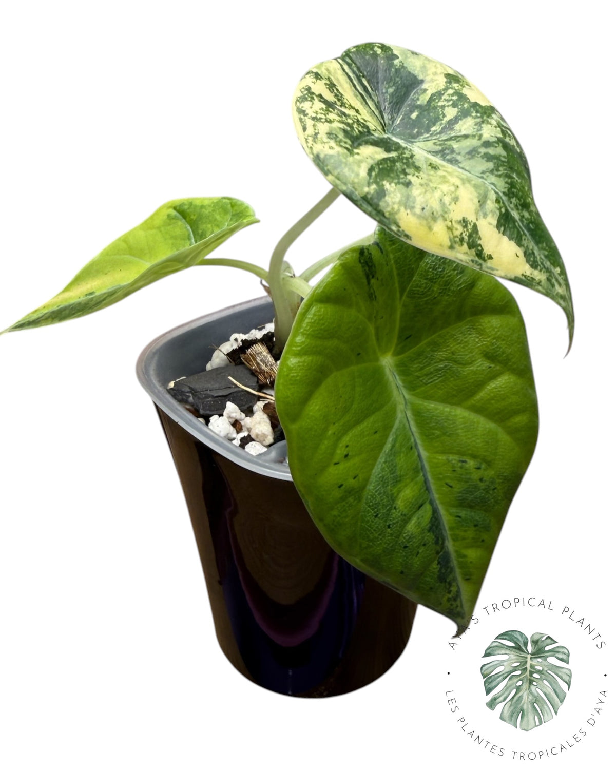Alocasia Maharani Golden Lime