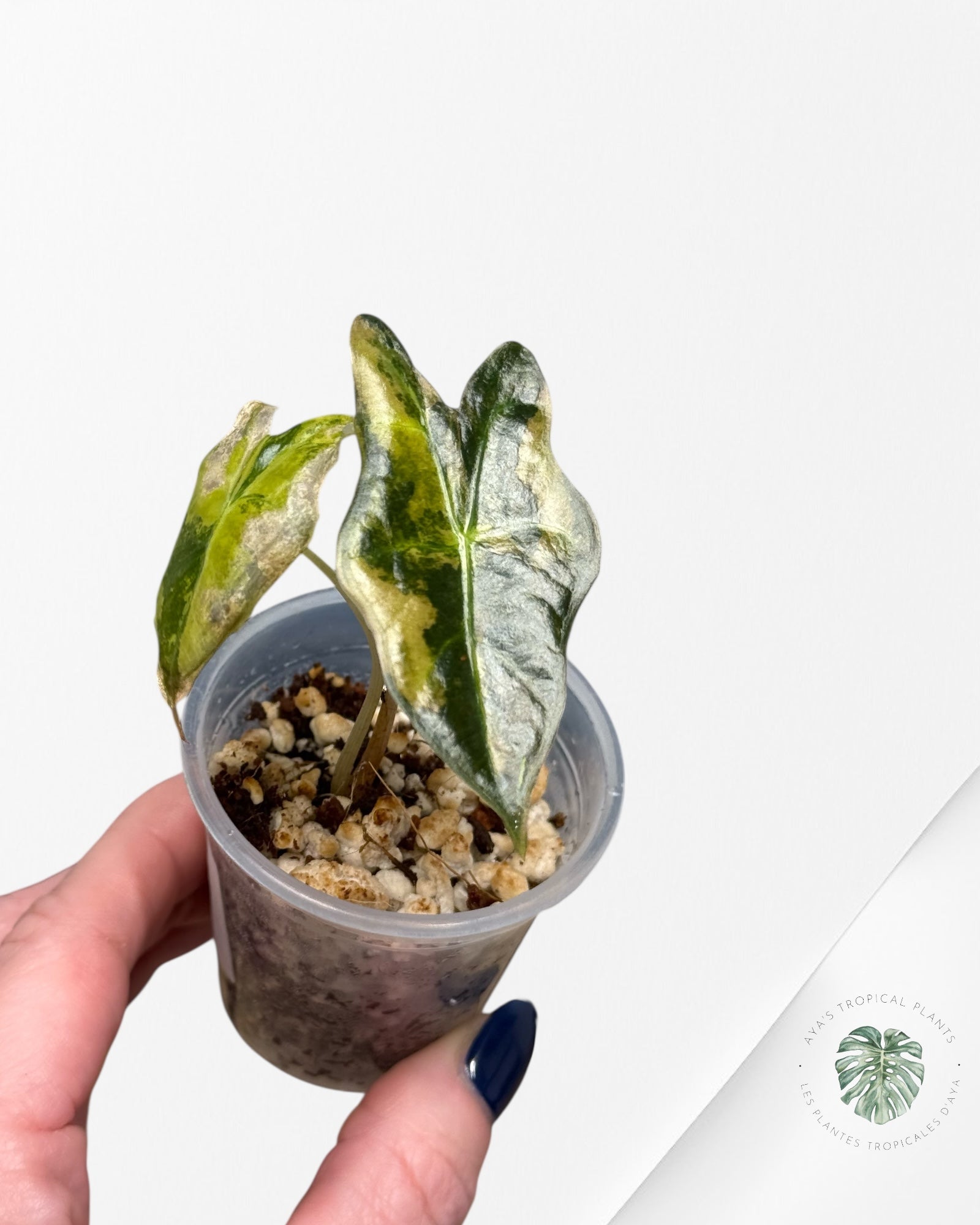 Alocasia Nobilis Paneged Aurea | Plante rare cultivée en culture tropicale | Plantes tropicales d'Aya