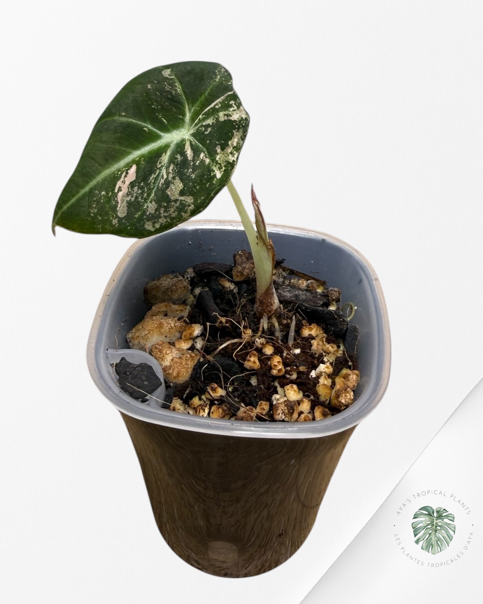 Alocasia Black Velvet Pink Variegated