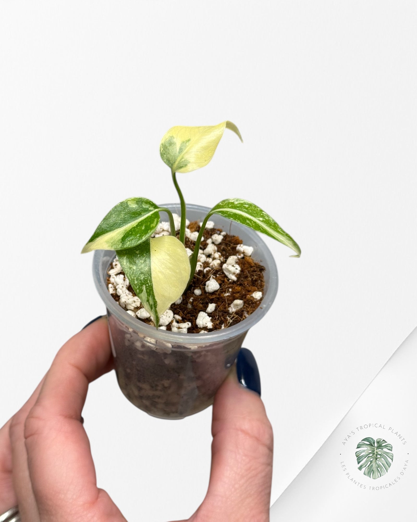 Monstera Thai Constellation Creme Brûlée |Rare TC Plant | Aya's Tropical Plants