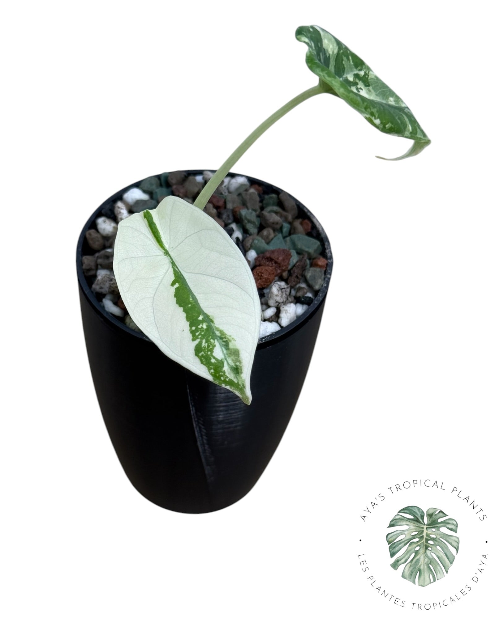 Alocasia Maharani Albo