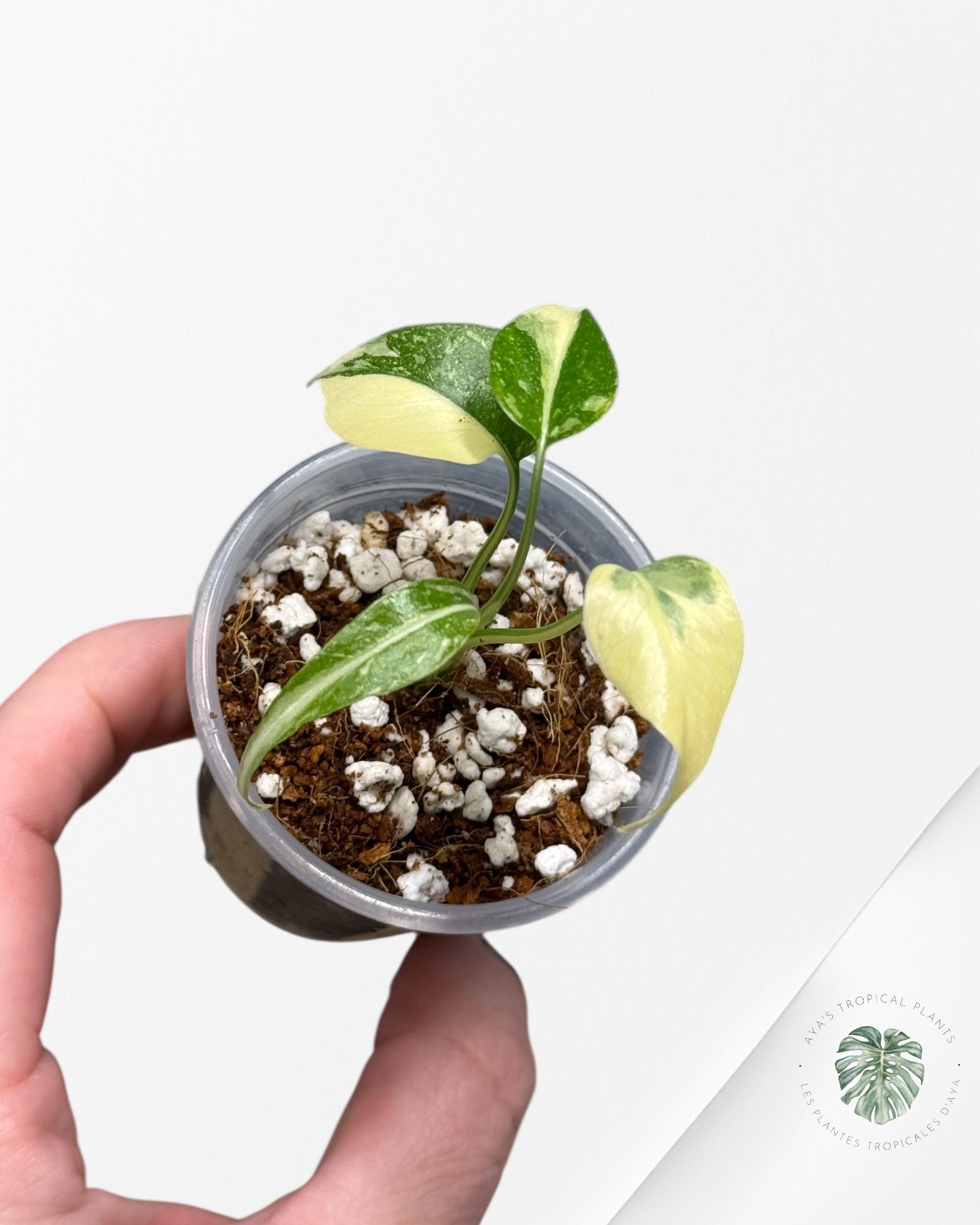 Monstera Thai Constellation Creme Brûlée |Rare TC Plant | Aya's Tropical Plants