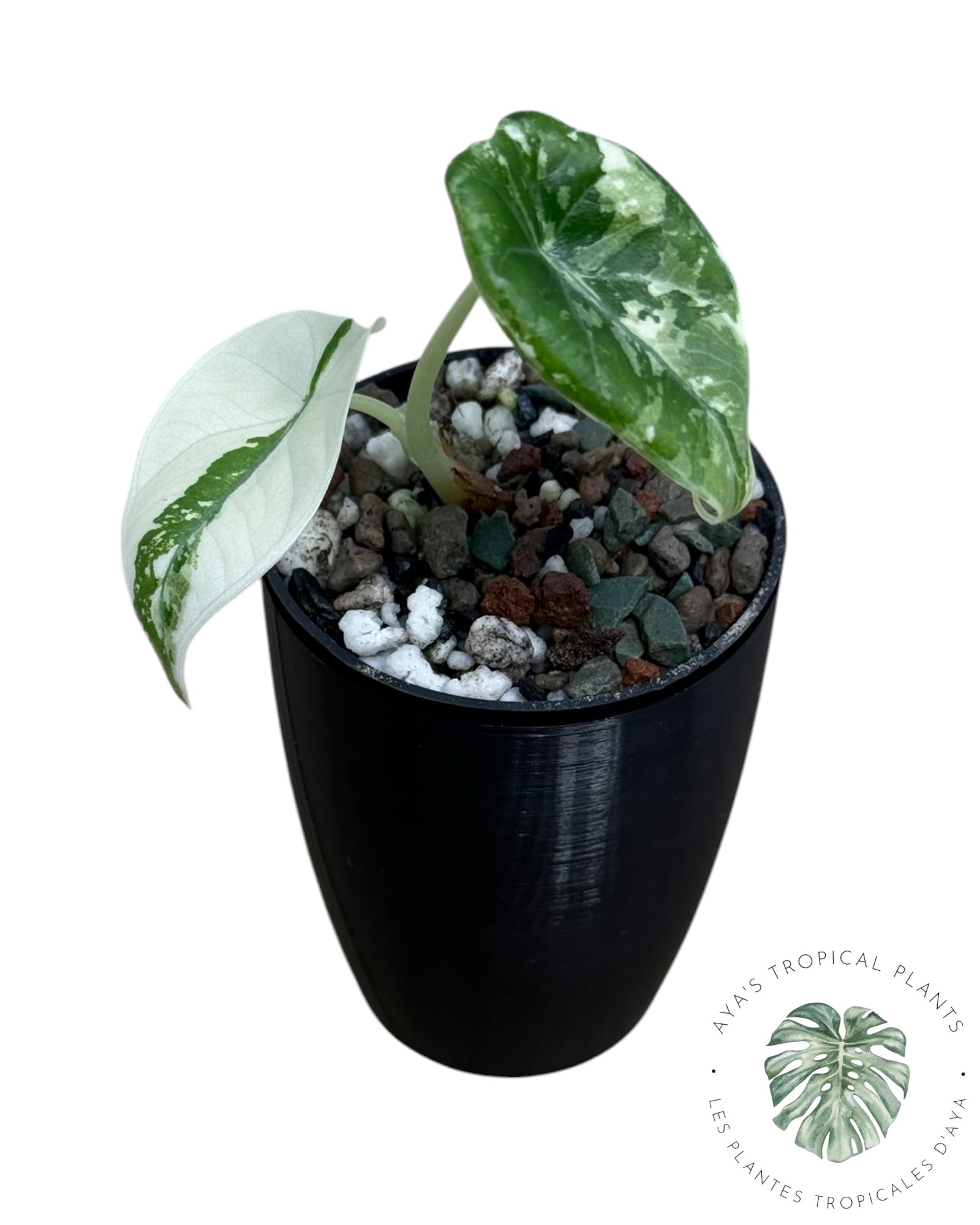 Alocasia Maharani Albo