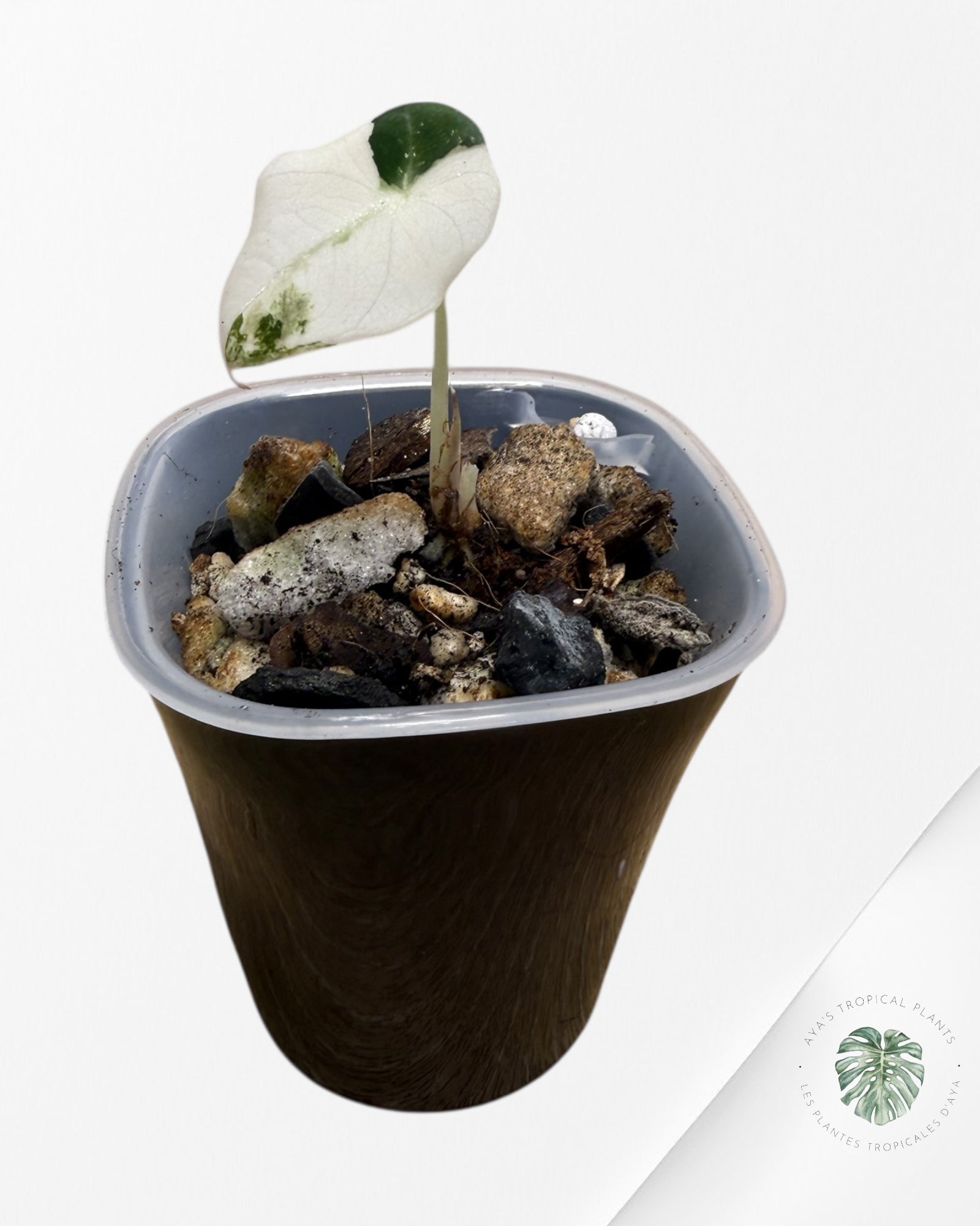 Alocasia Black Velvet Pink Variegated