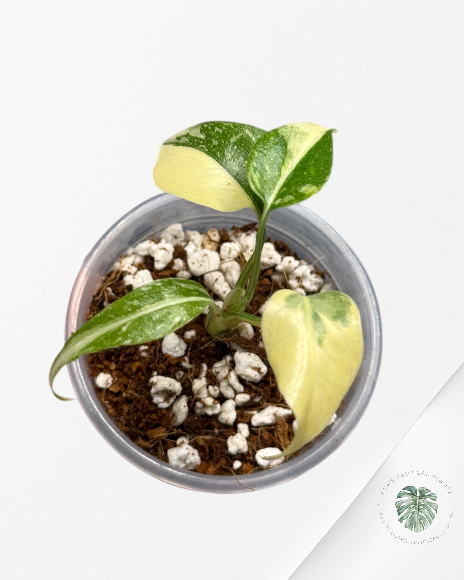 Monstera Thai Constellation Creme Brûlée |Rare TC Plant | Aya's Tropical Plants