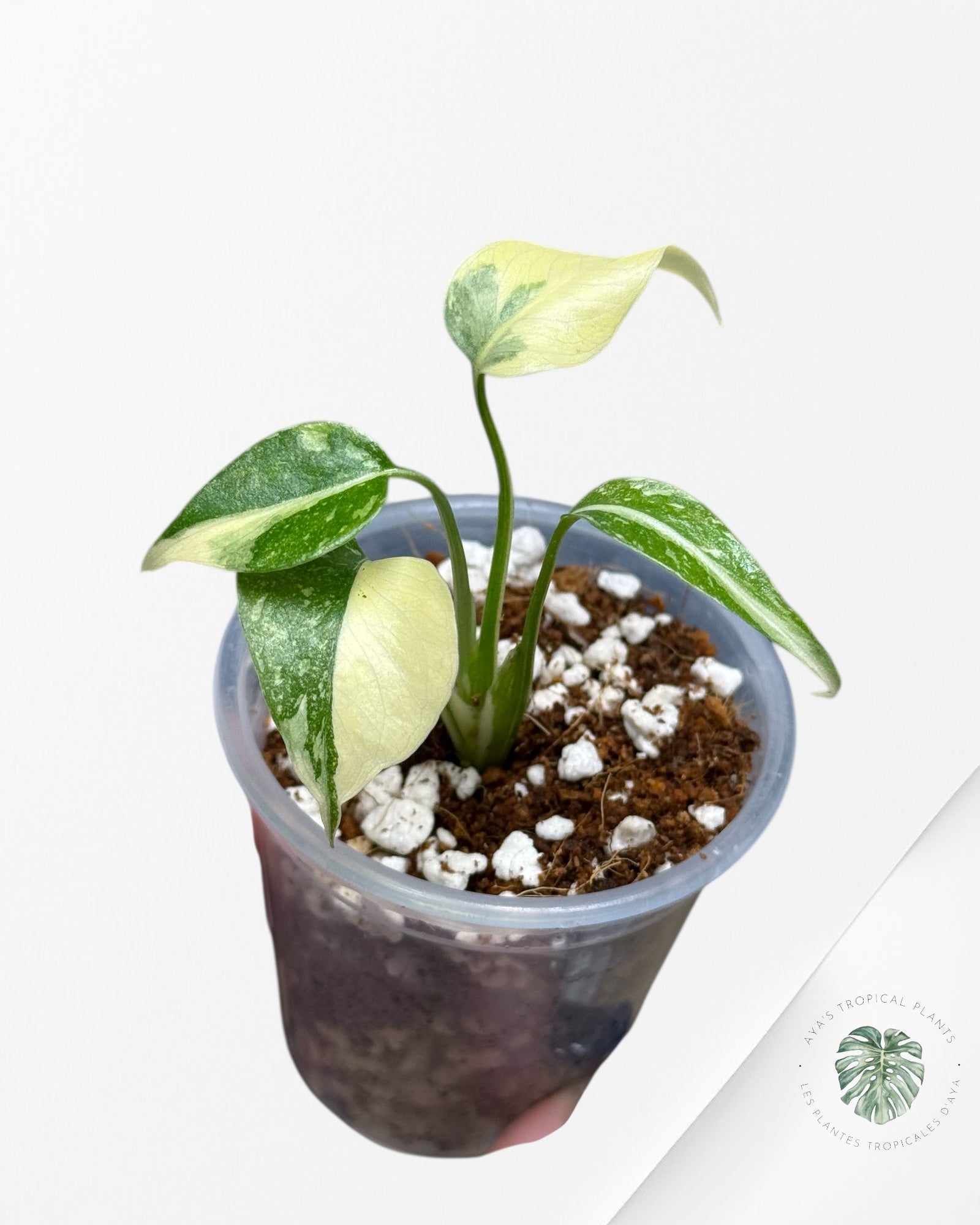 Monstera Thai Constellation Creme Brûlée |Rare TC Plant | Aya's Tropical Plants