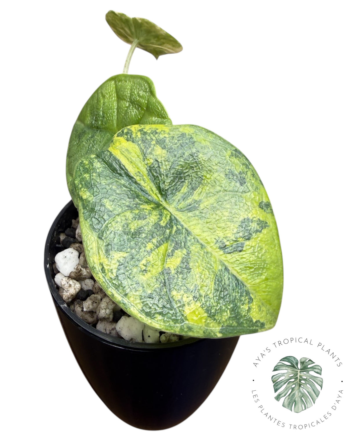 Alocasia Melo Aurea long form
