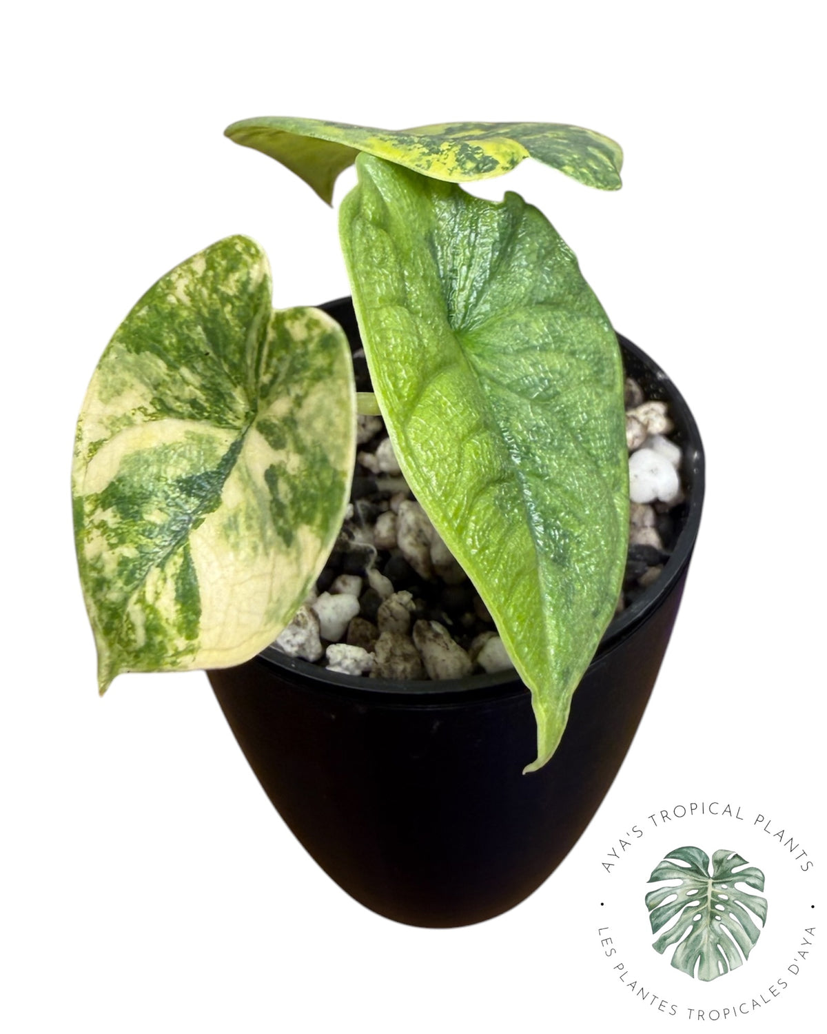 Alocasia Melo Aurea long form