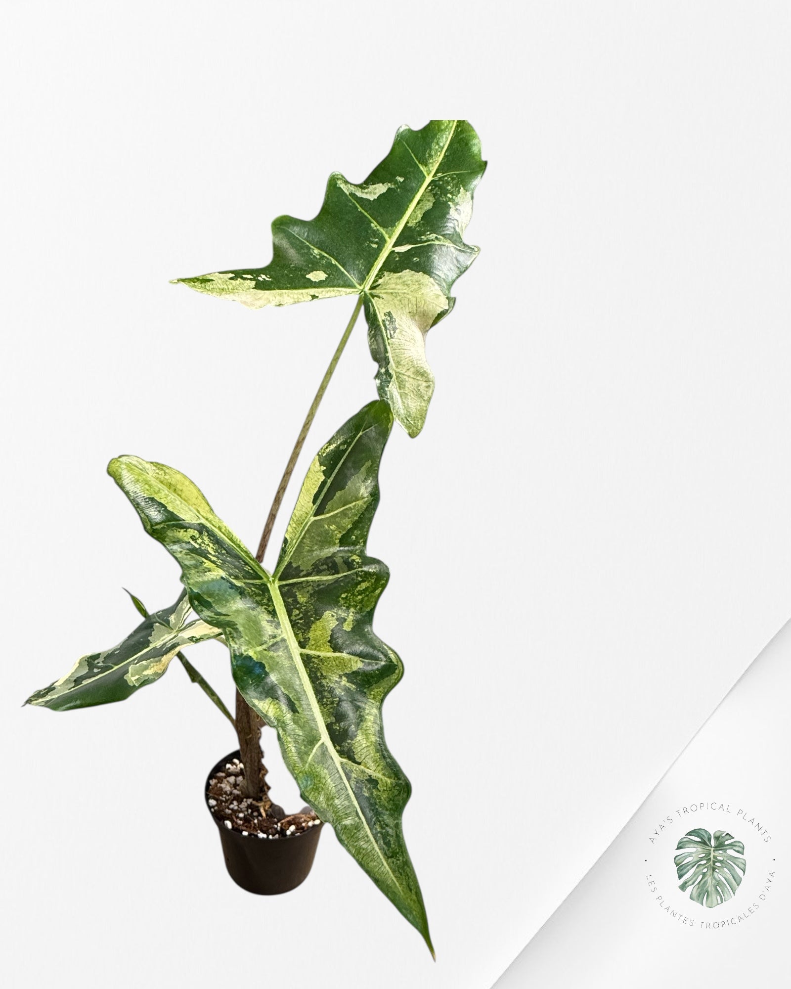 Alocasia sarian variegated - F6