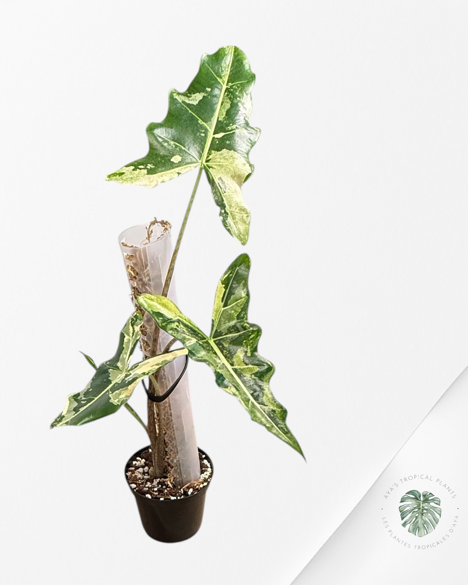 Alocasia sarian variegated - F6