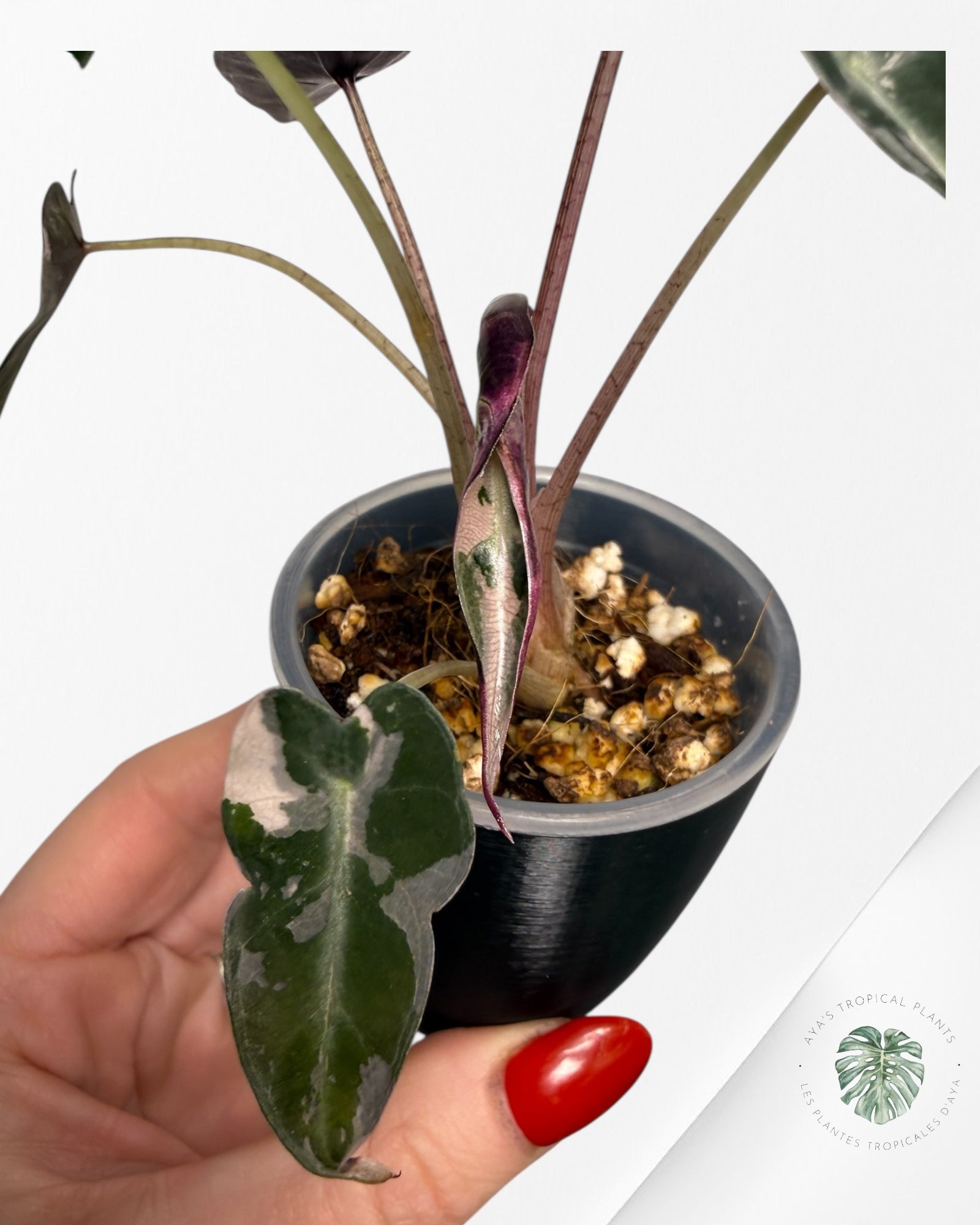 Alocasia Bambino Pink Variegated