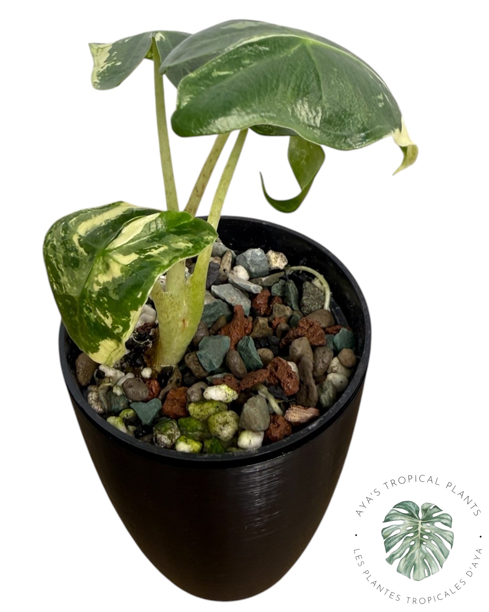Alocasia Sarian Albo panaché