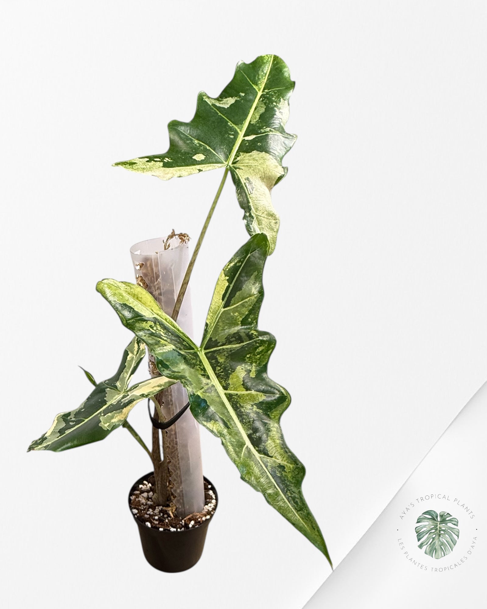 Alocasia sarian variegated - F6