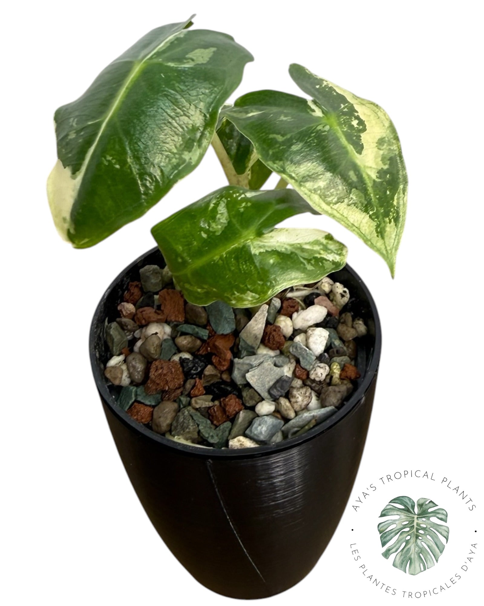 Alocasia Sarian Albo panaché