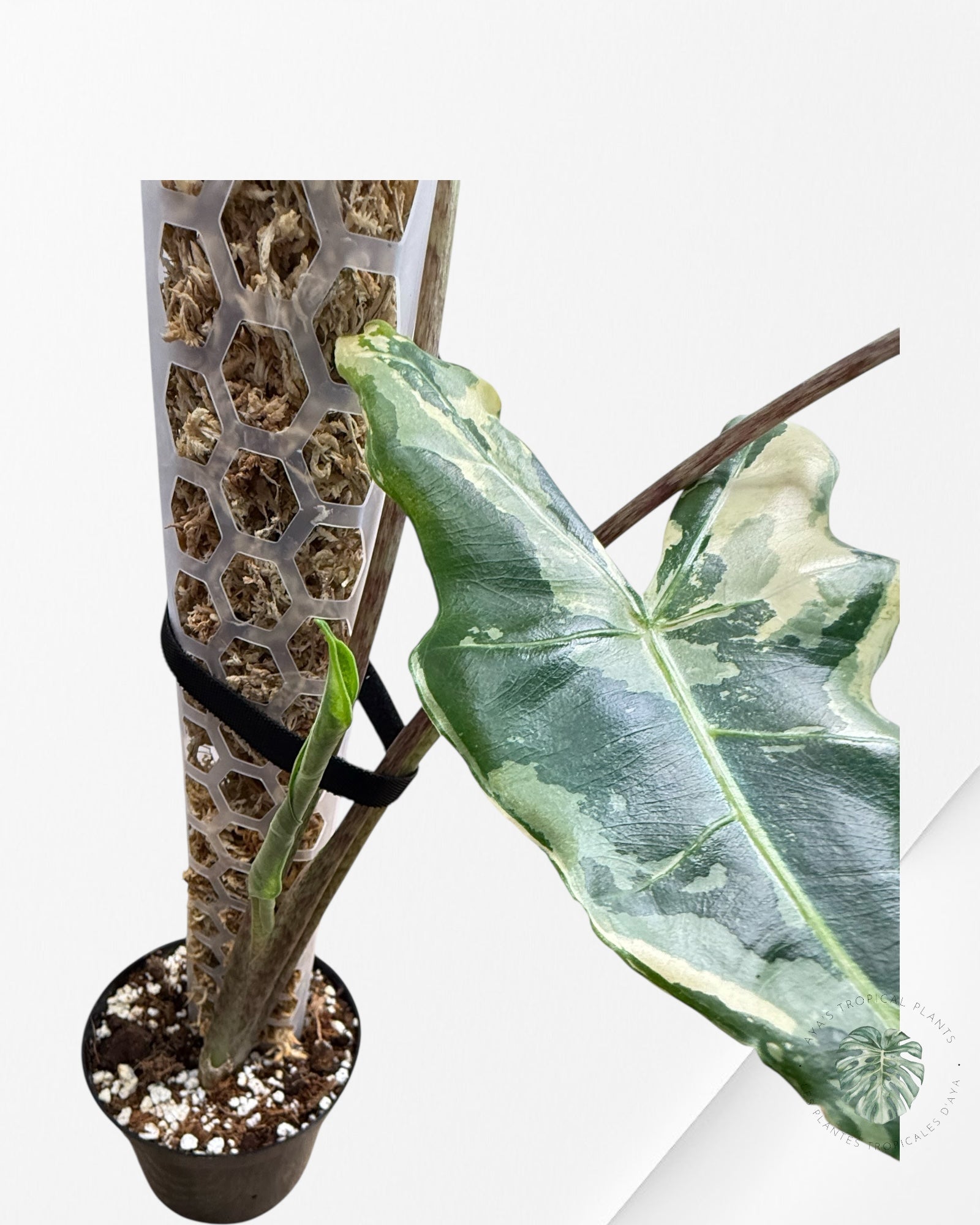 Alocasia sarian variegated - F6