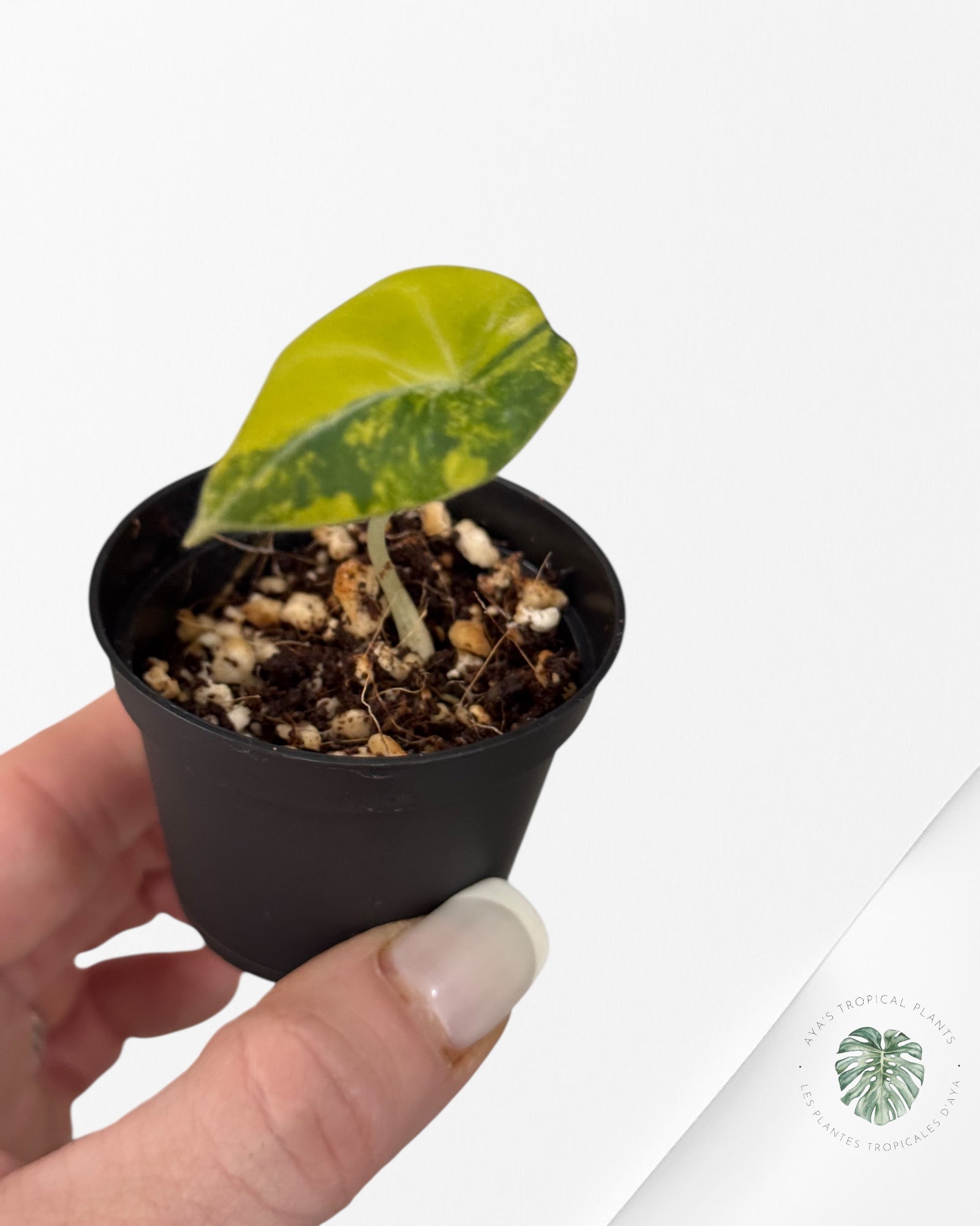 Alocasia Black Velvet Gold Variegata ( Aurea)-BG2