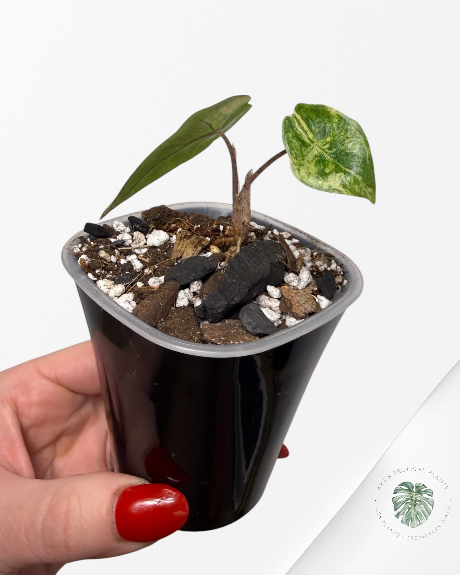 Alocasia Heterophylla Metallic Blue Variegated