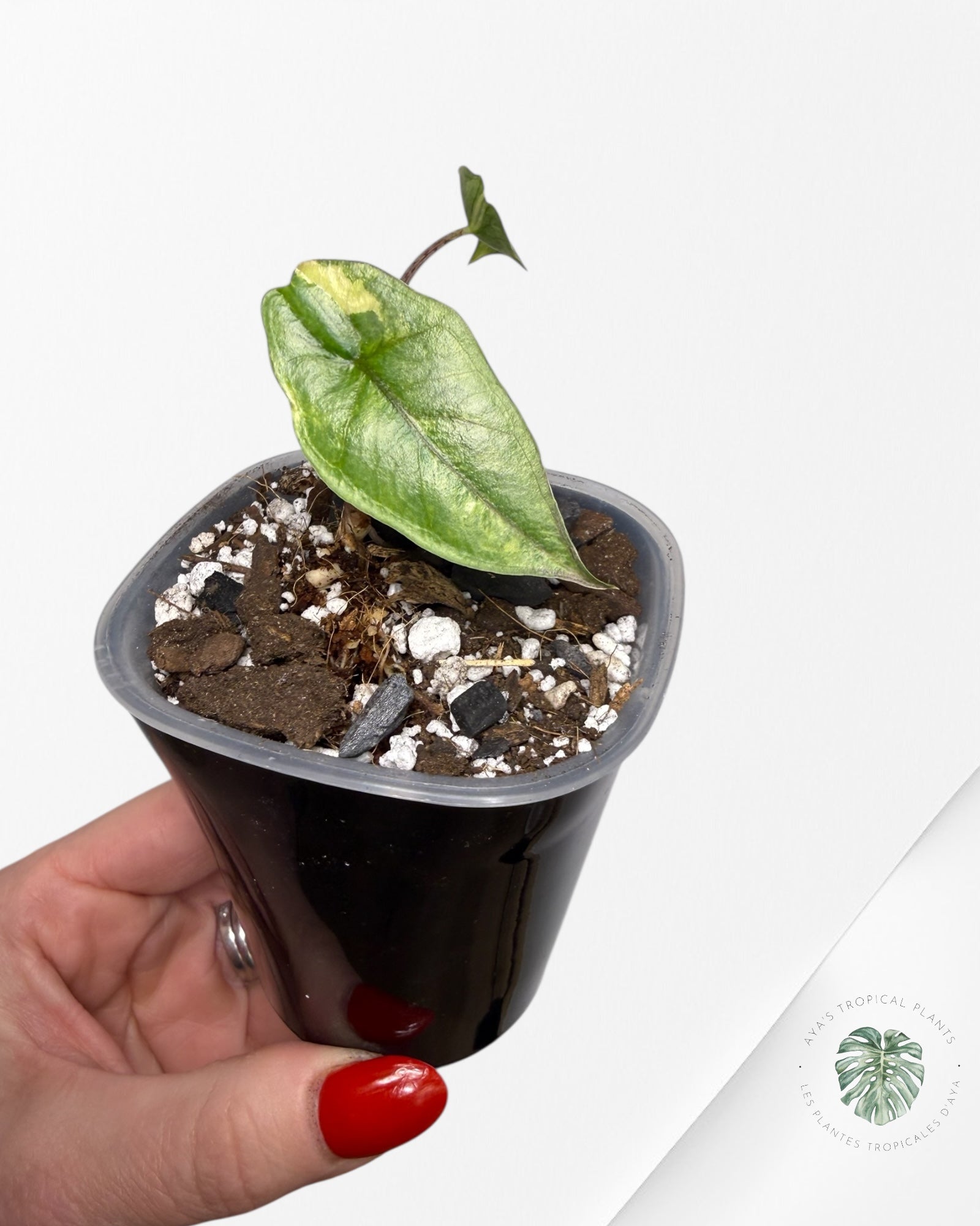 Alocasia Heterophylla Metallic Blue Variegated