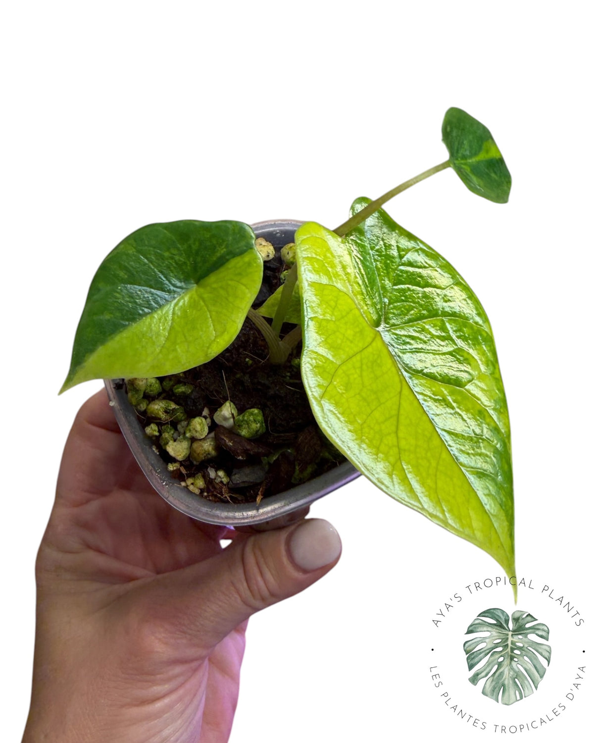 Alocasia Scalprum Aurea Variegated