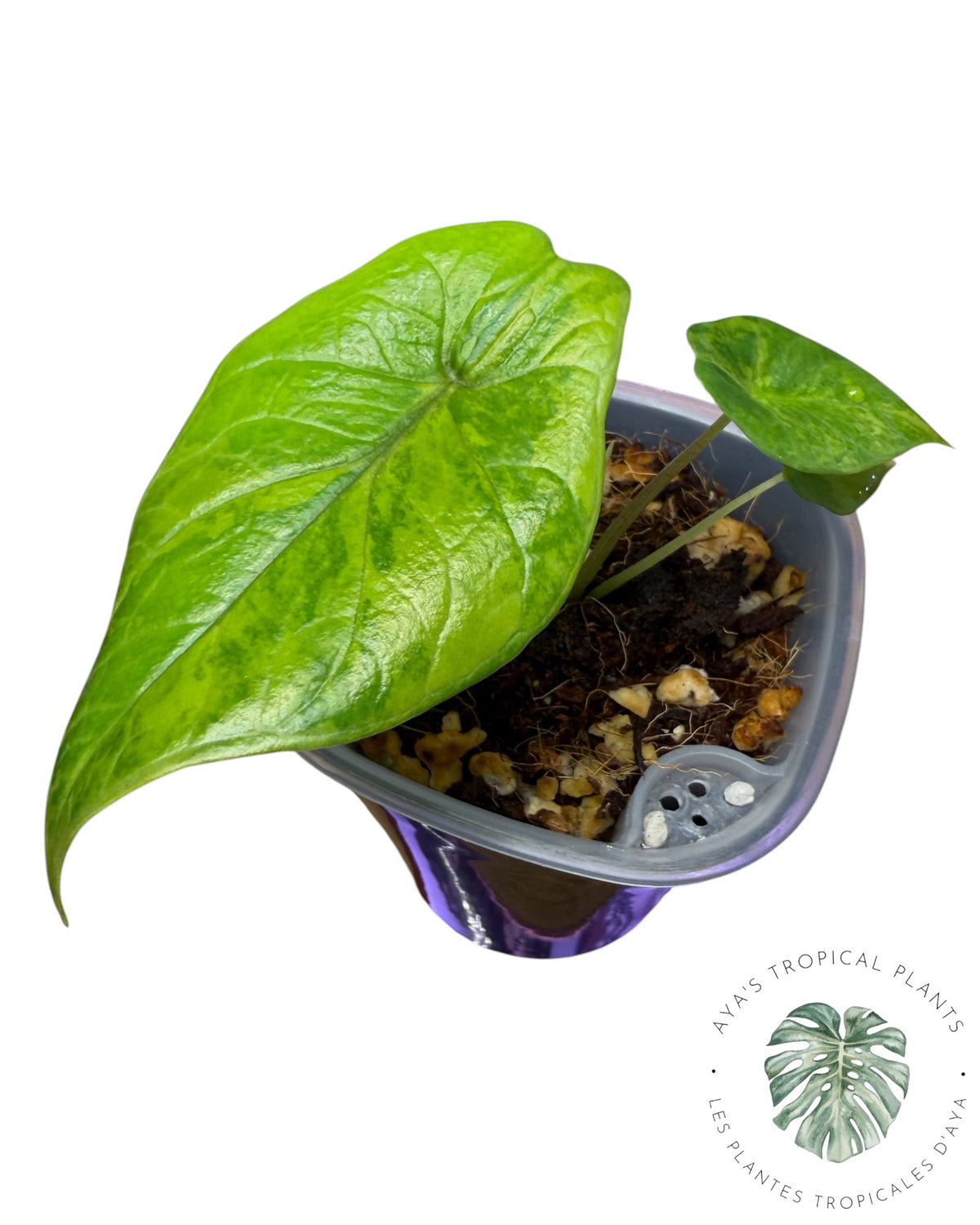 Alocasia Scalprum Aurea Variegated