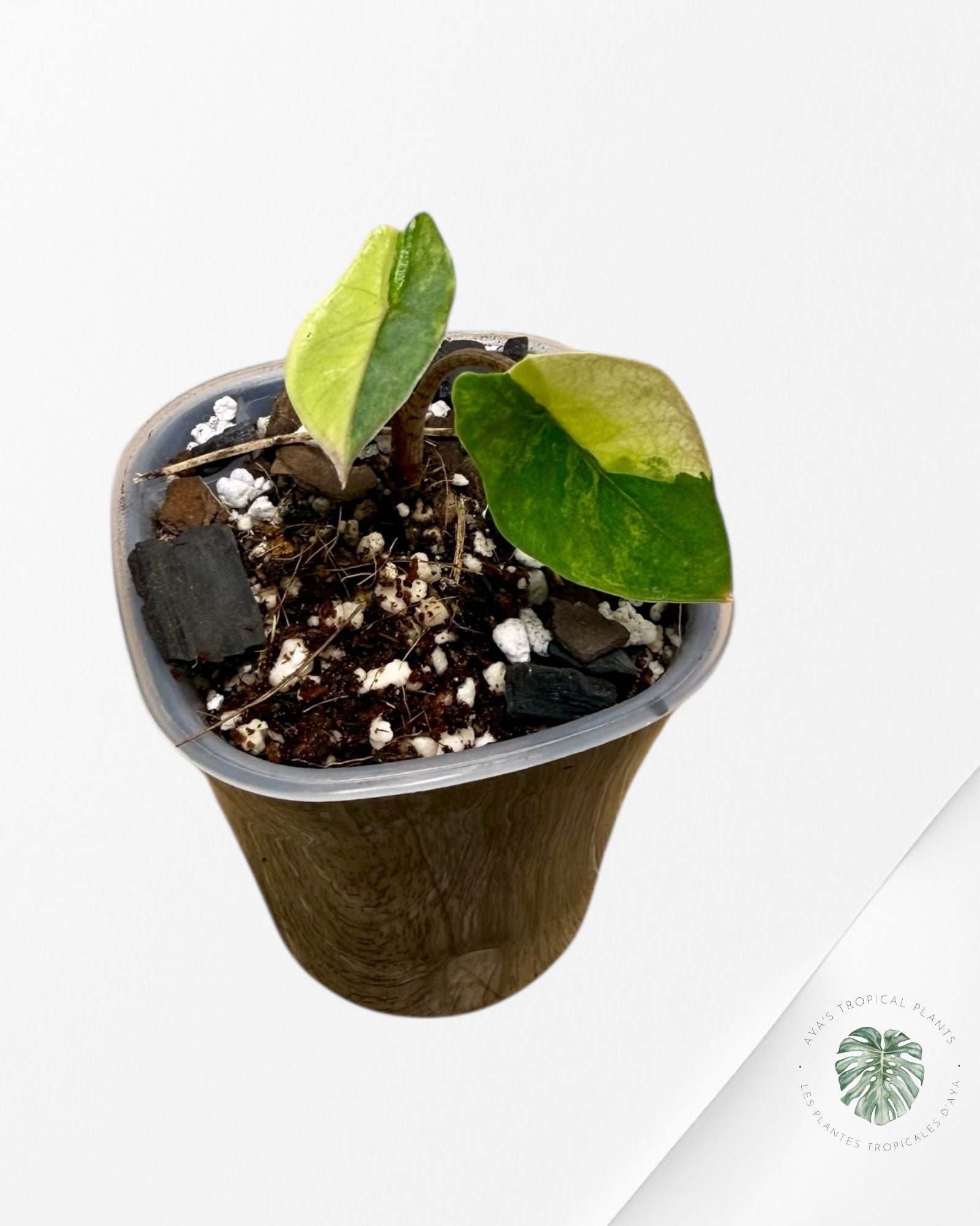 Alocasia Heterophylla Metallic Blue Variegated