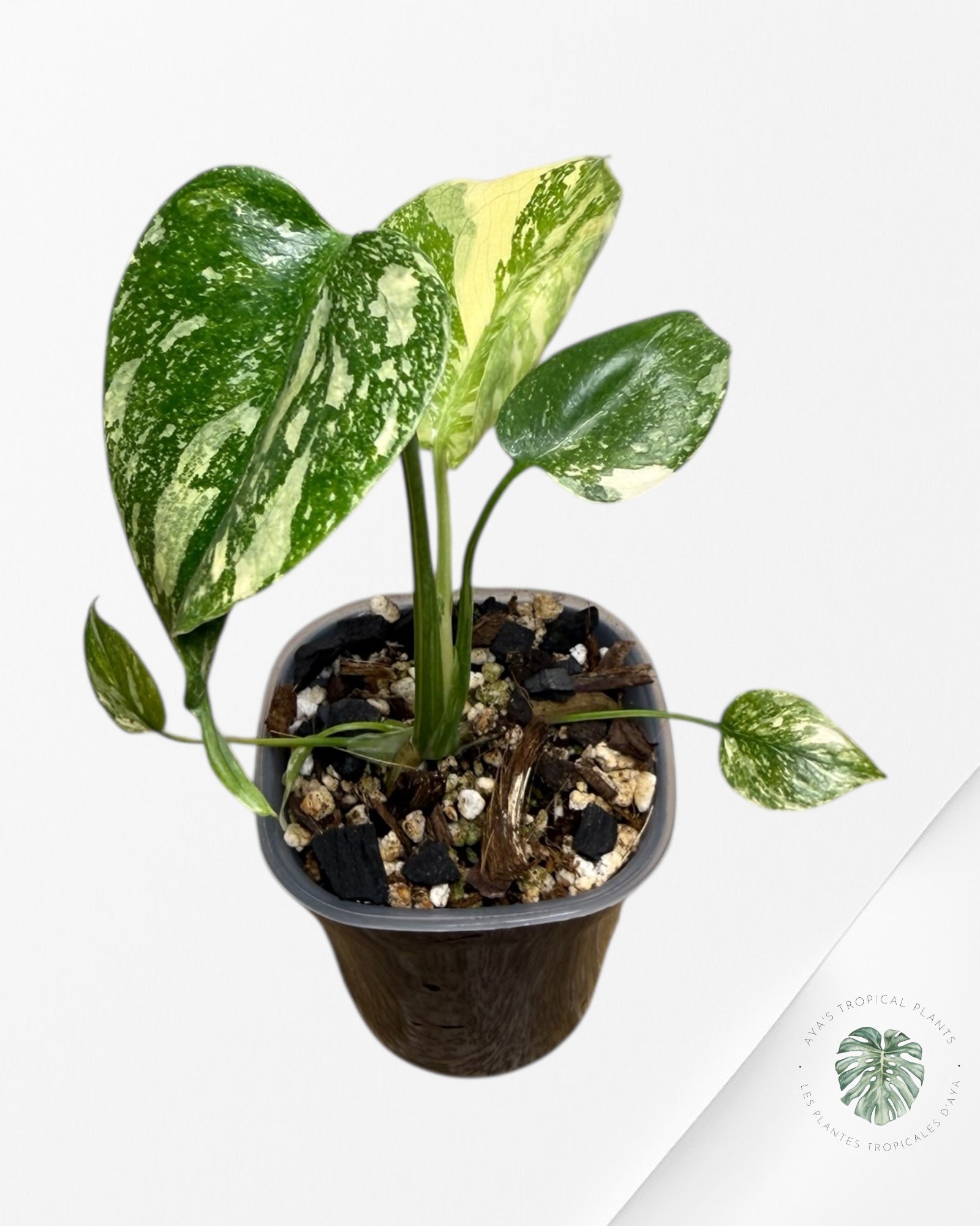 モンステラ Thai Constellation ‘Crème Brûlée’ Monstera Deliciosa Thai Constellation “ Creme Brulee “ – Plants.Me