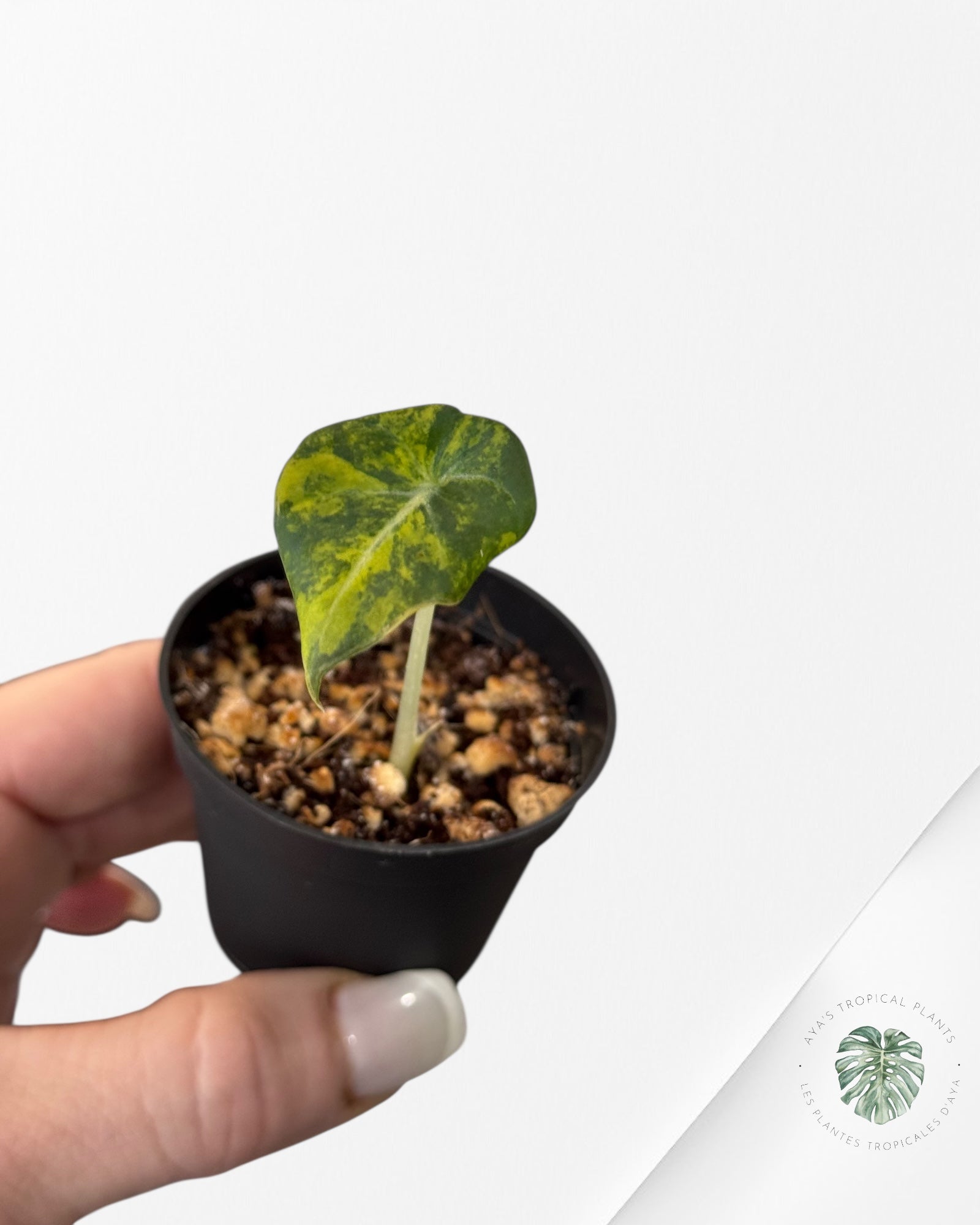 Alocasia Black Velvet Gold Variegata ( Aurea)-BG3