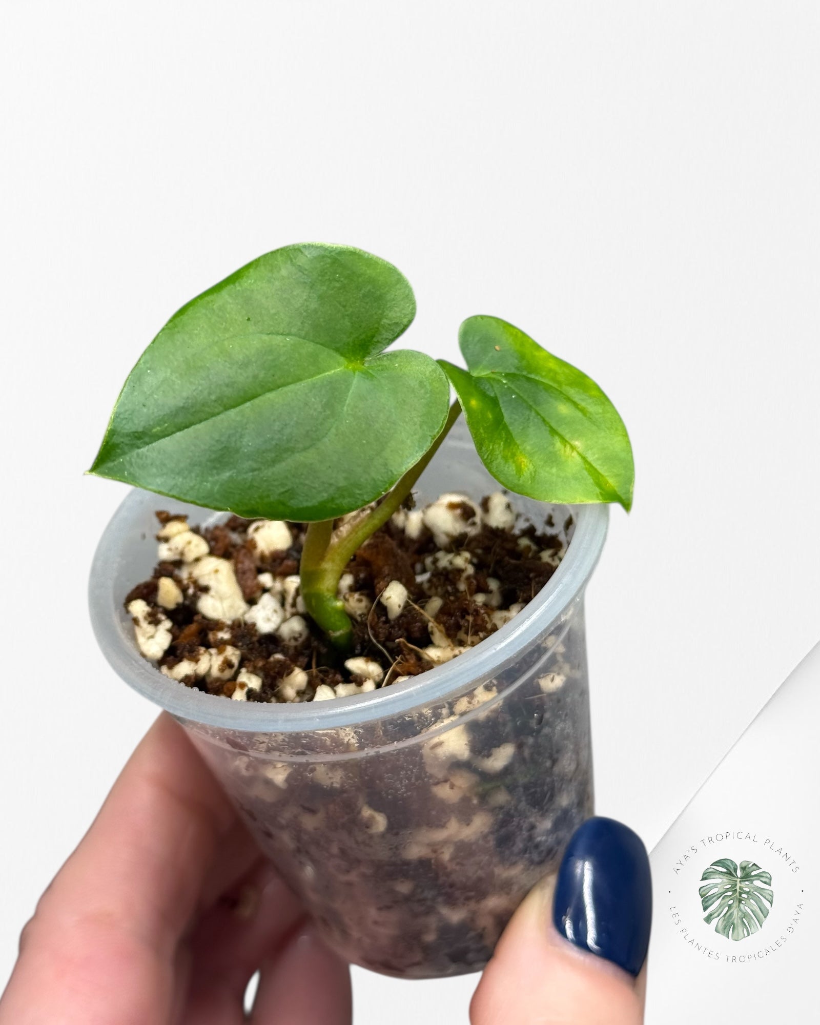 Anthurium Black Magic | Rare TC Plant| Aya's Tropical Plants