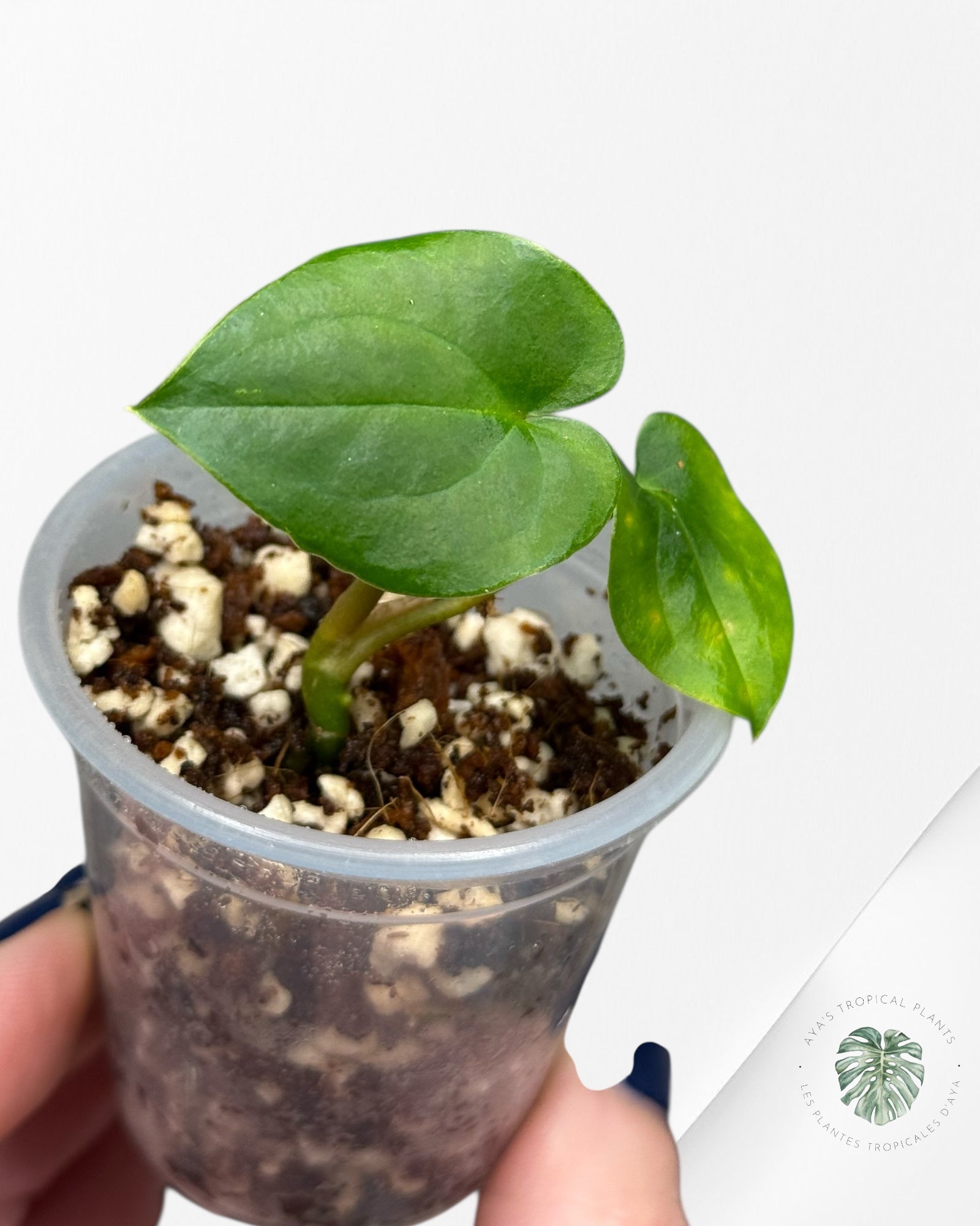 Anthurium Black Magic | Rare TC Plant| Aya's Tropical Plants