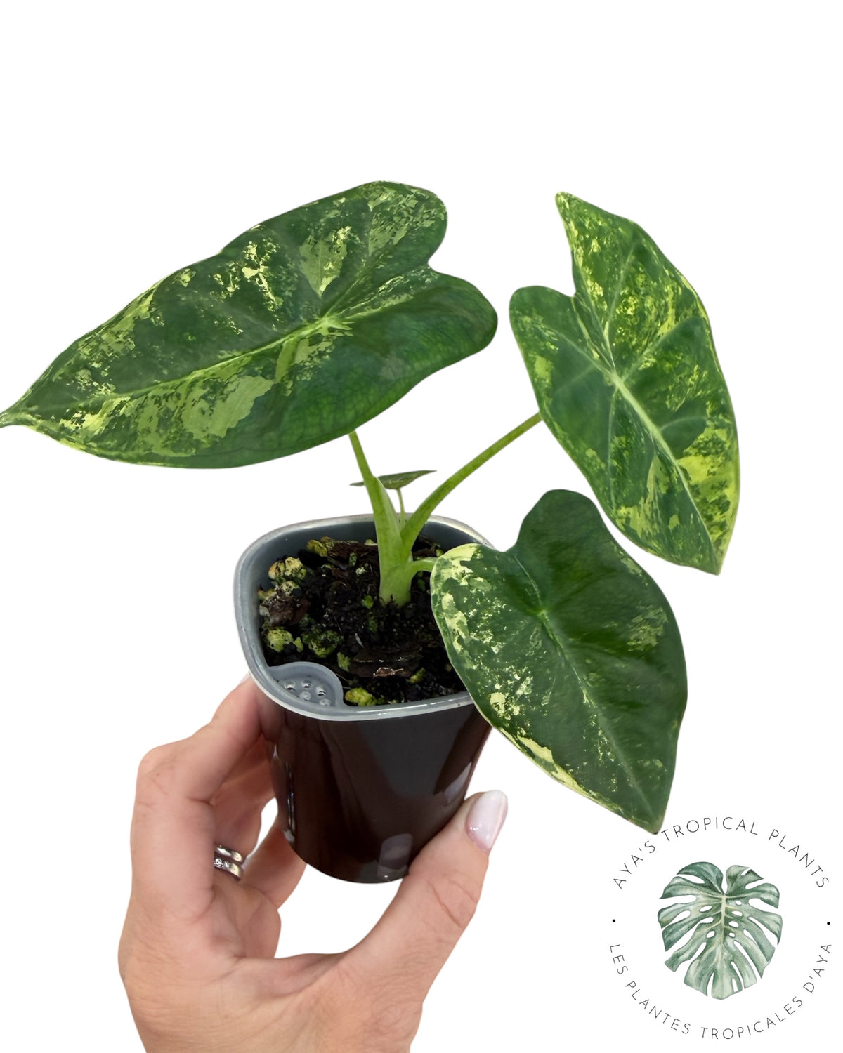 Alocasia Frydek Aurea Variegated