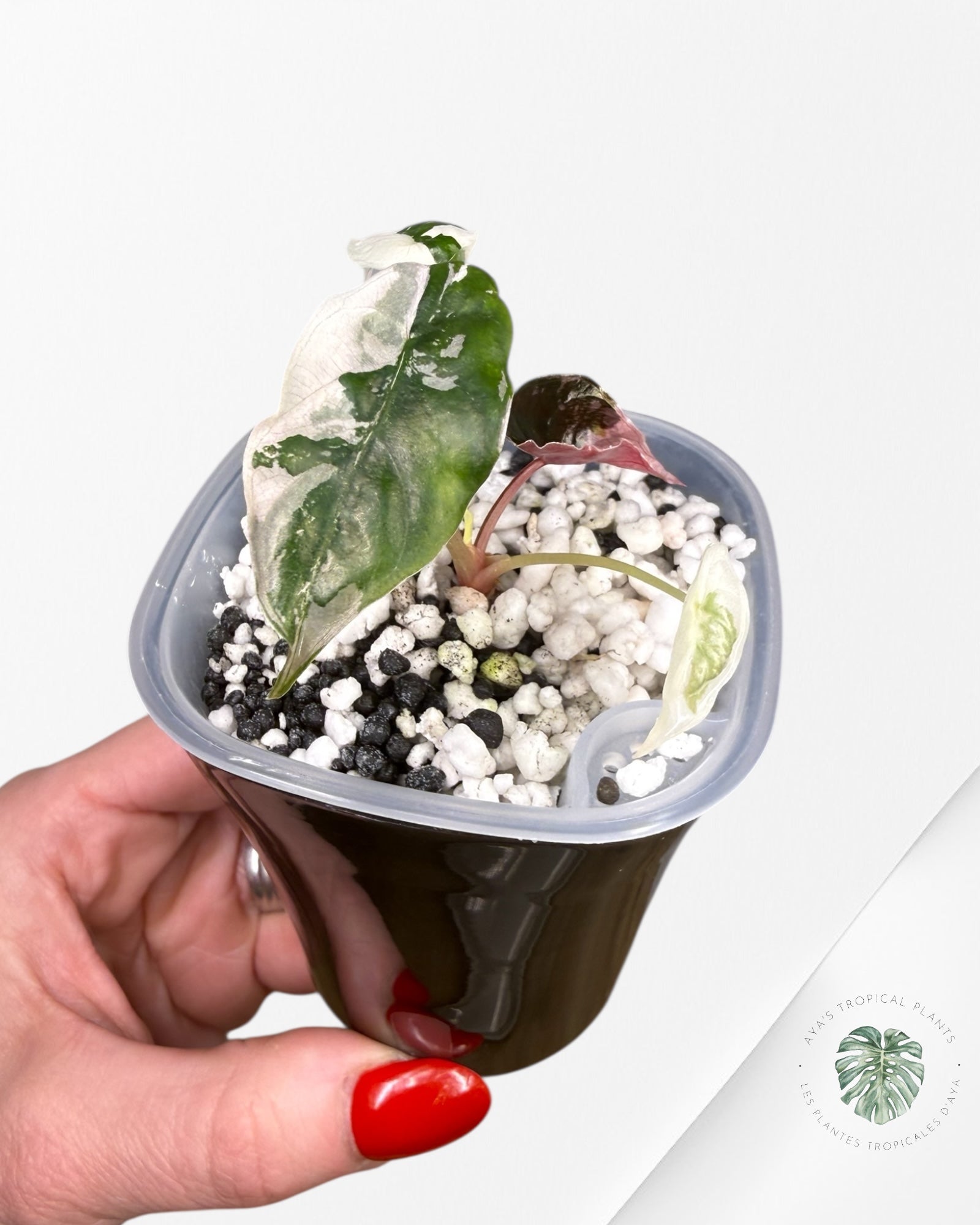 Alocasia Chantrieri Pink Variegated