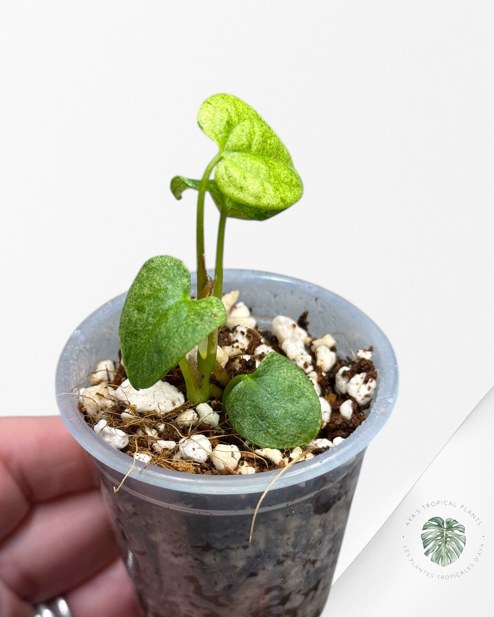 Anthurium Dark Phoenix Variegated | Rare TC Plant| Aya's Tropical Plants