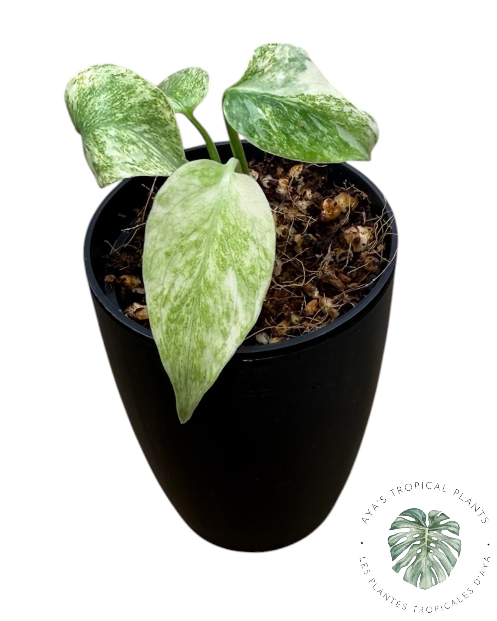 Monstera Vert Neige