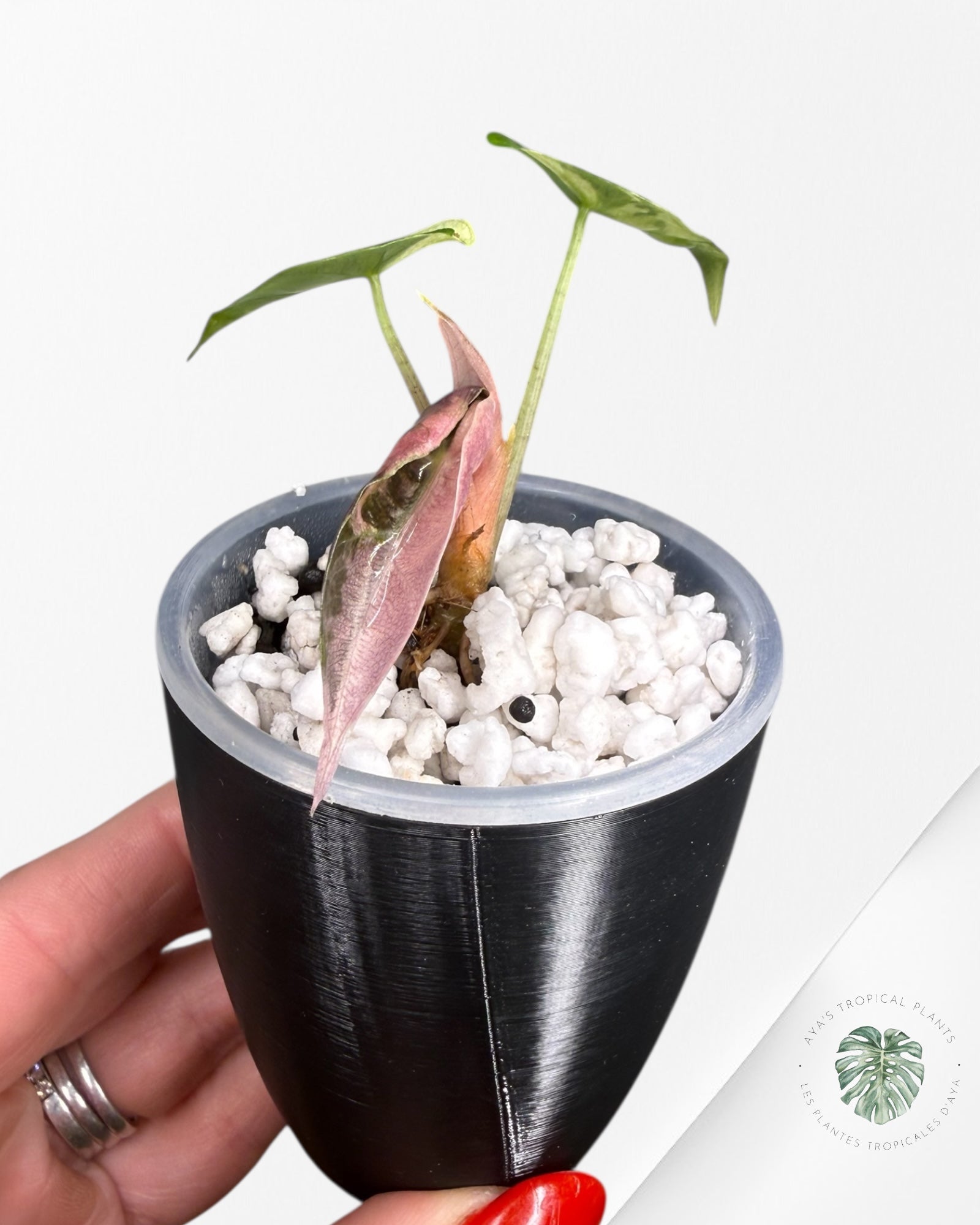 Alocasia Polly Pink panaché