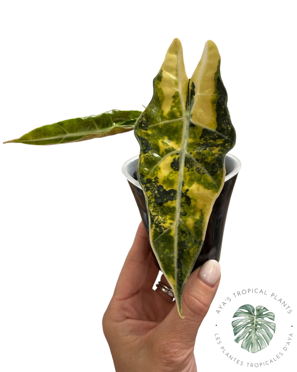 Alocasia Sanderiana ‘Bull’ Aurea Variegated