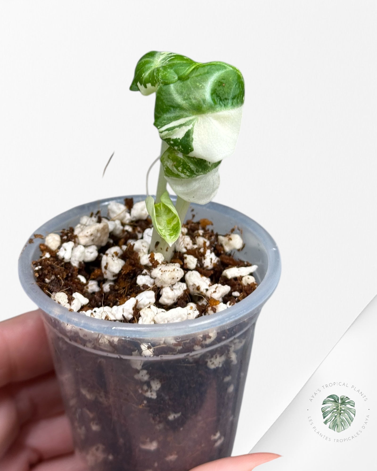 Alocasia Ninja Variegated Albo | Rare TC Plant| Aya's Tropical Plants