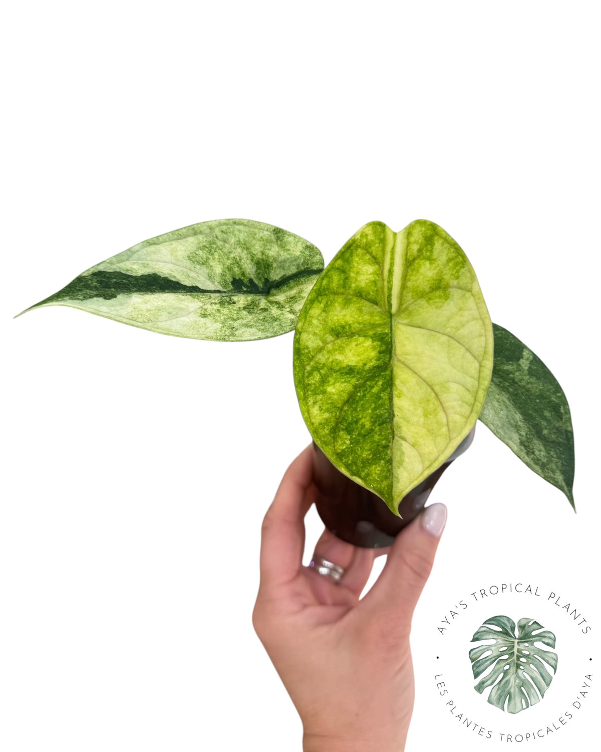 Alocasia Aegis Mint Variegated