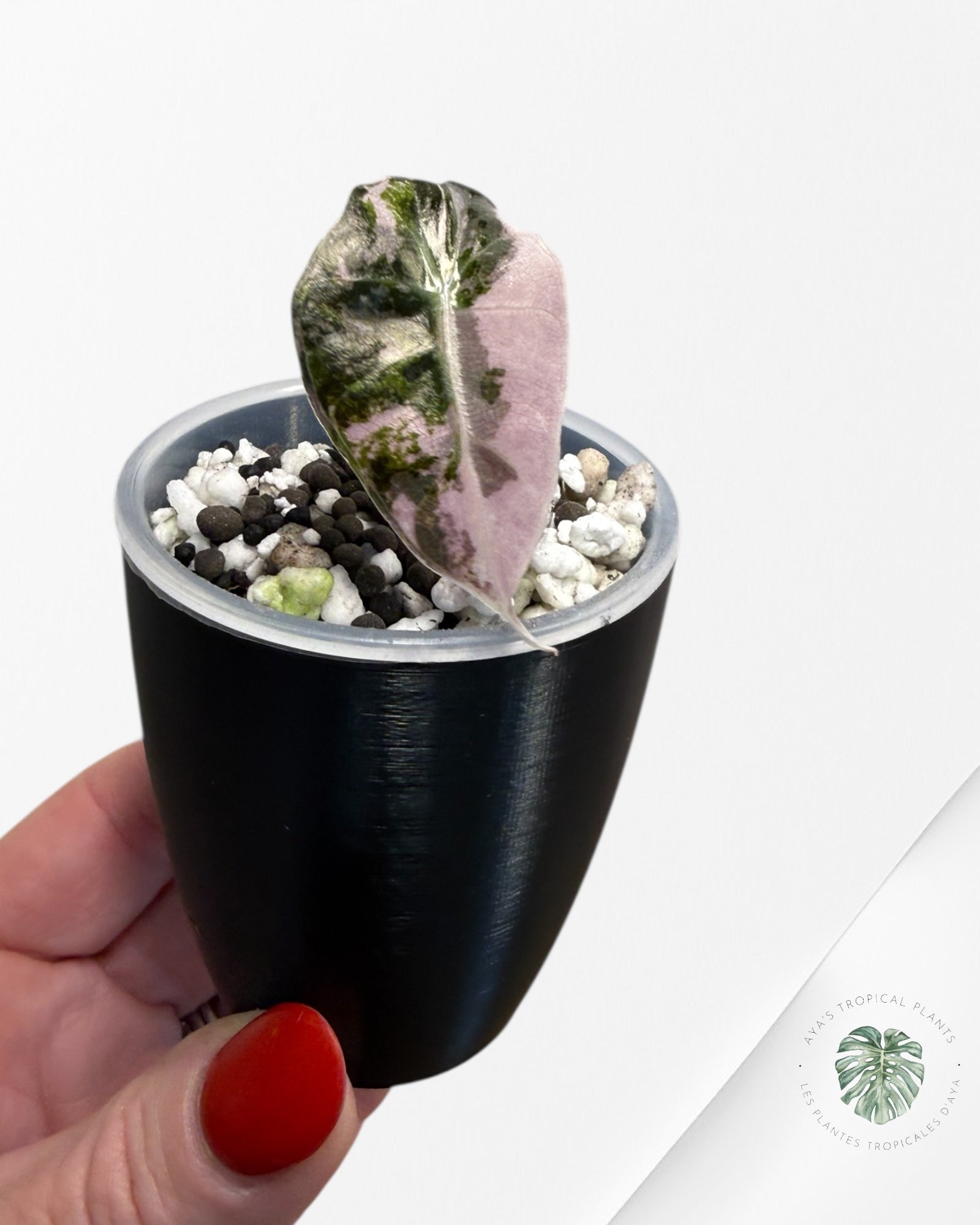 Alocasia Polly Pink panaché