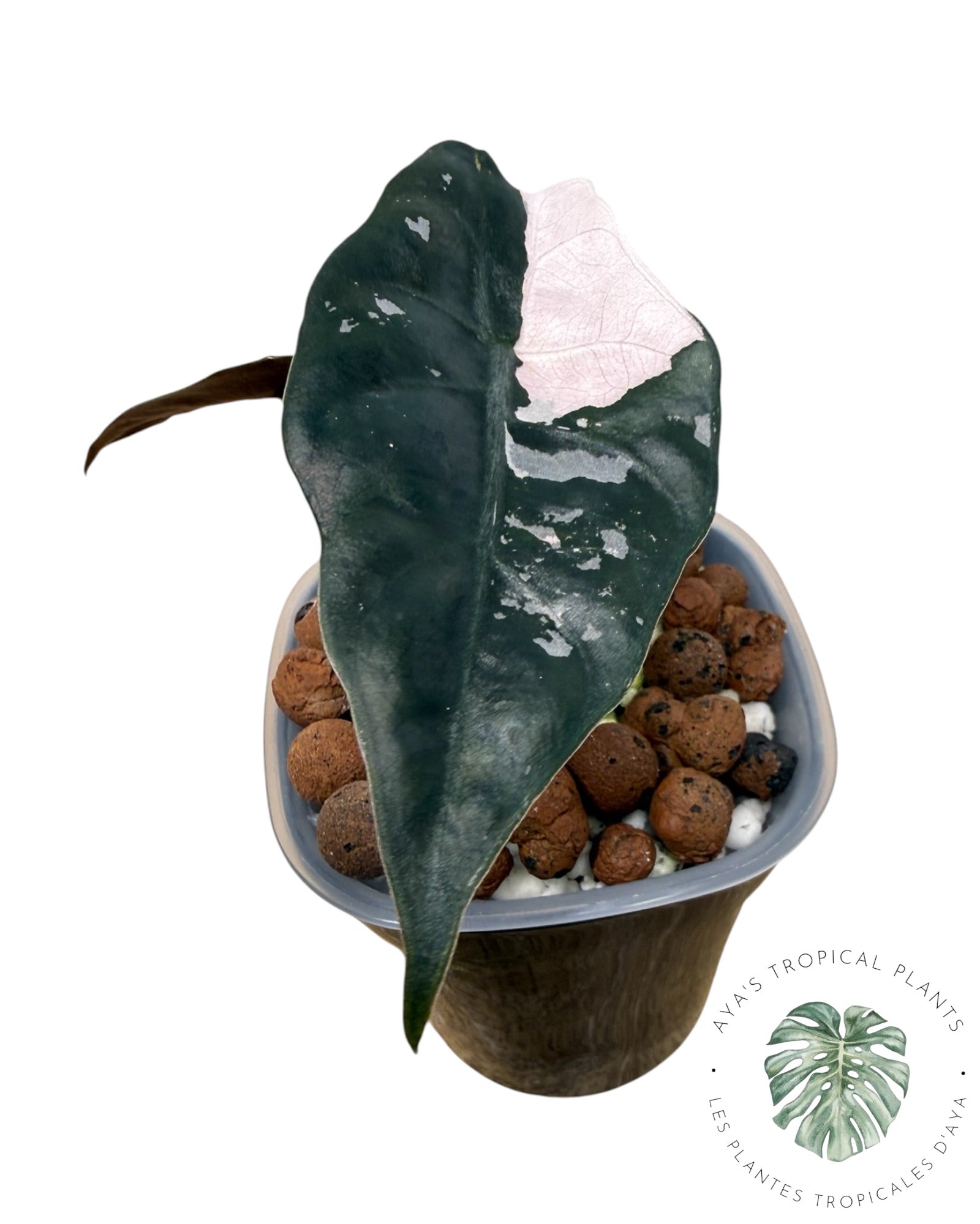Alocasia Chantrieri rose panaché