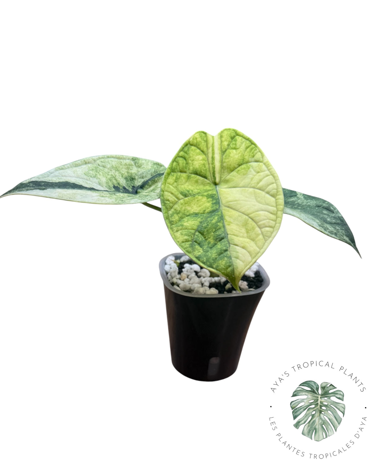 Alocasia Aegis Mint Variegated