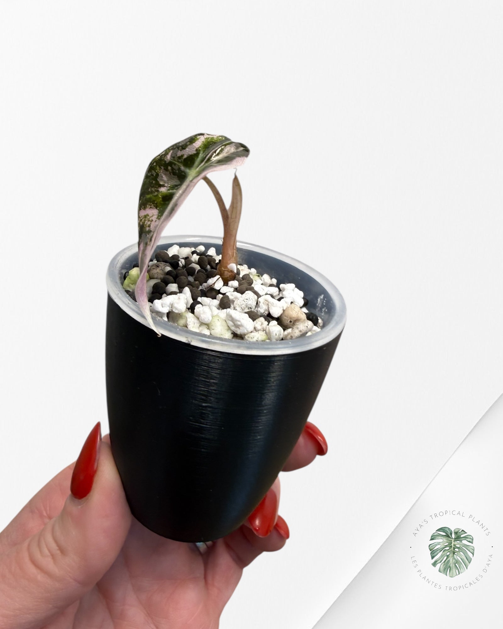 Alocasia Polly Pink panaché