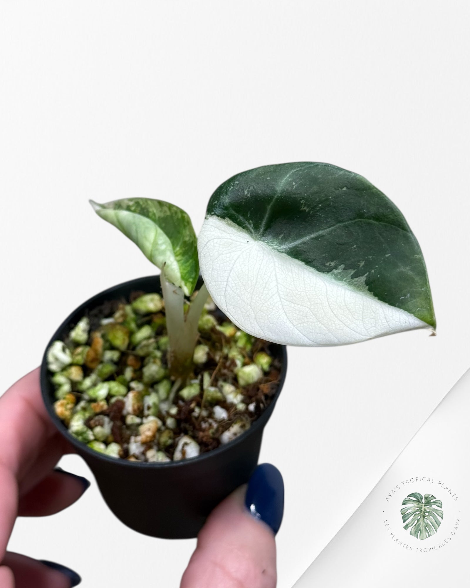 Alocasia Black Velvet Pink Variegated | Rare TC Plant| Aya's Tropical Plants