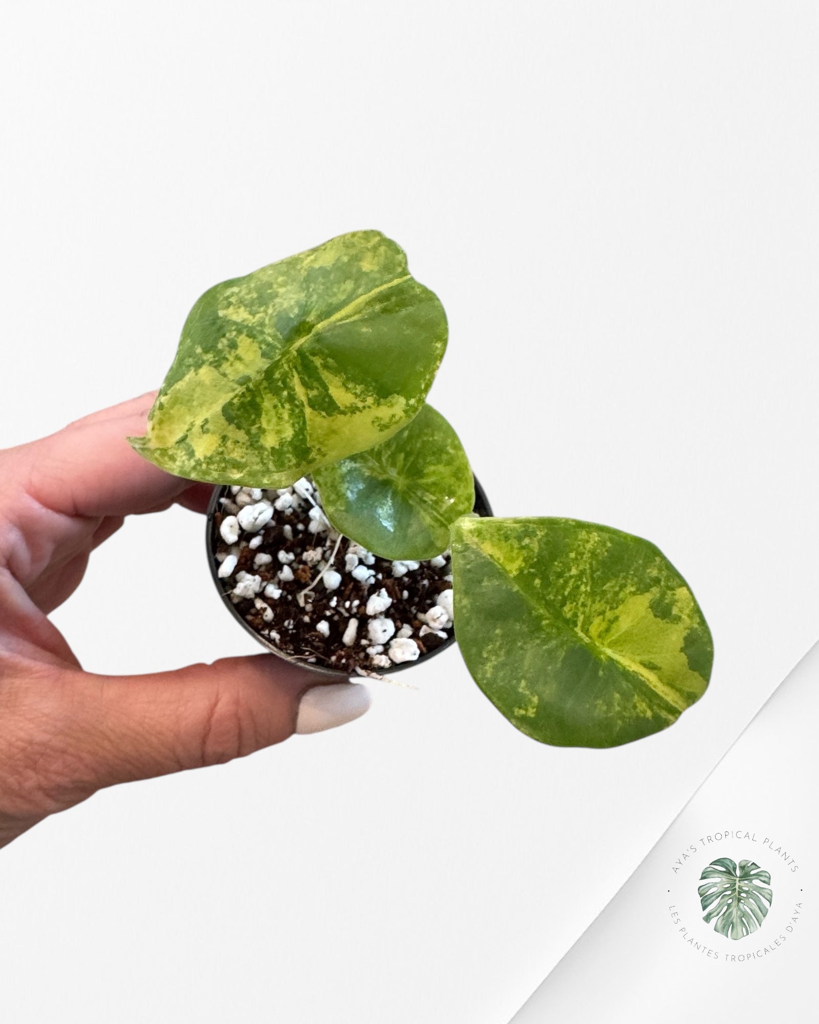 Alocasia Nebula Variegated Aurea ( Grade A) - TC6