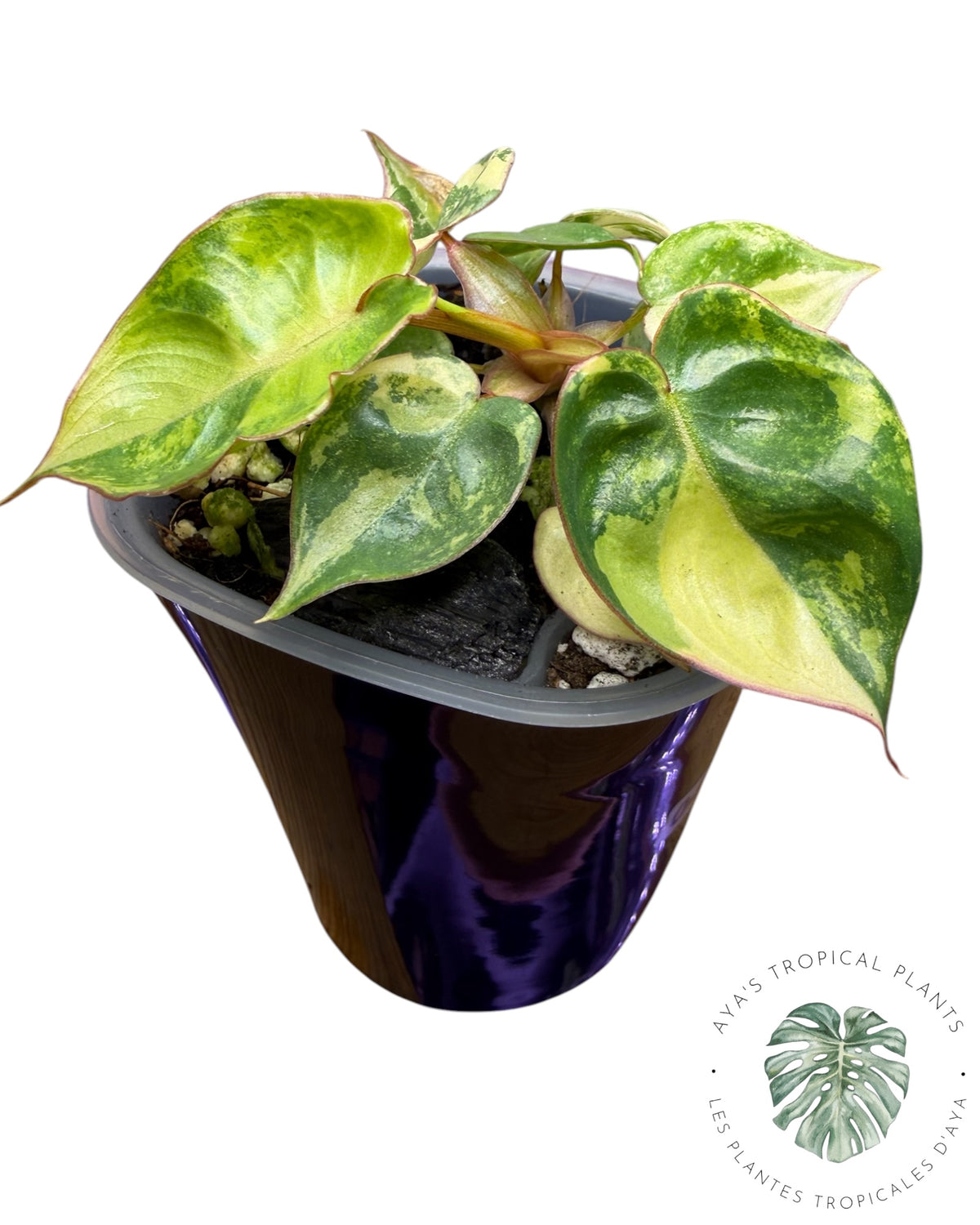 Philodendron Billietiae Variegated