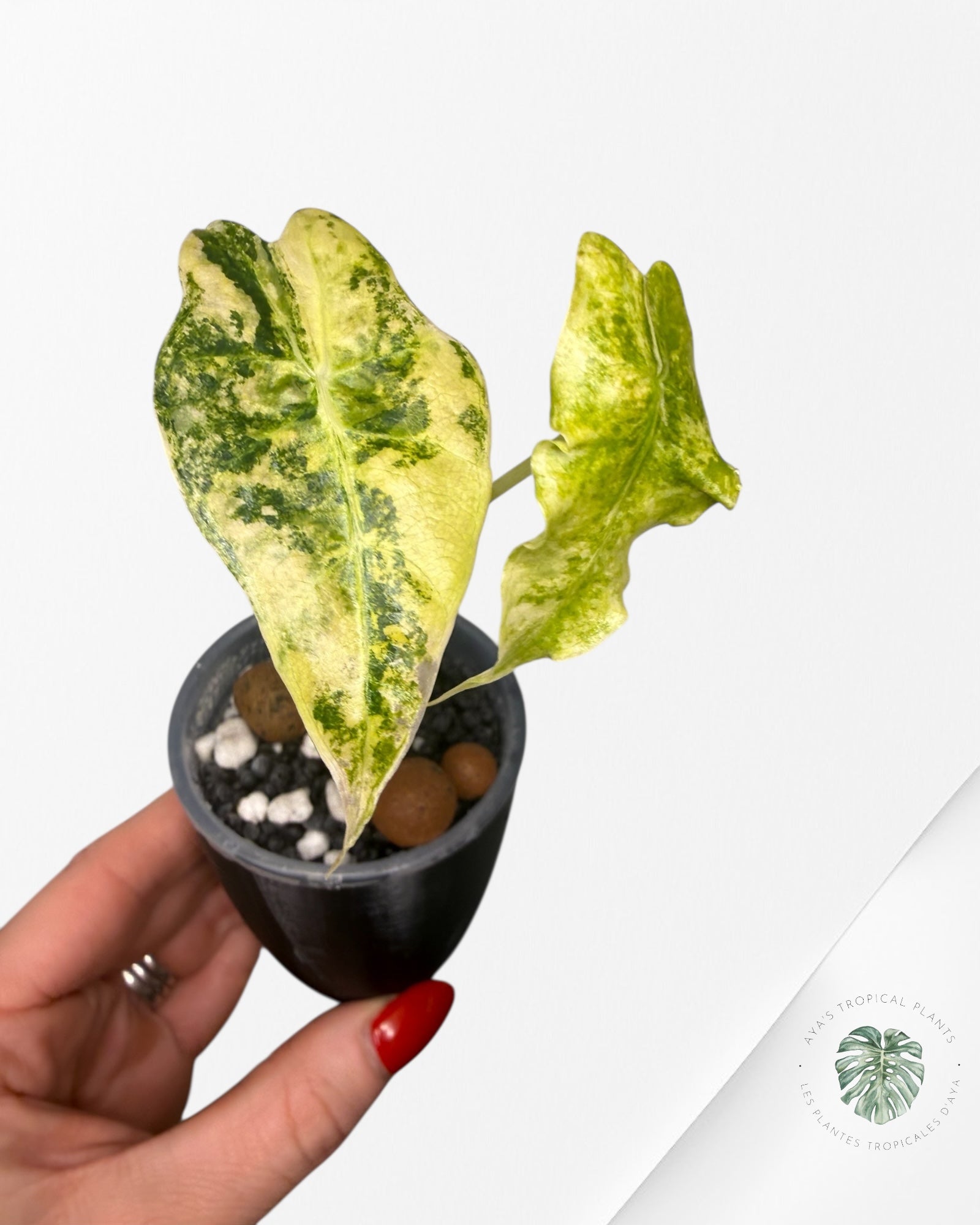 Alocasia Sanderiana ‘Bull’ Aurea Variegated