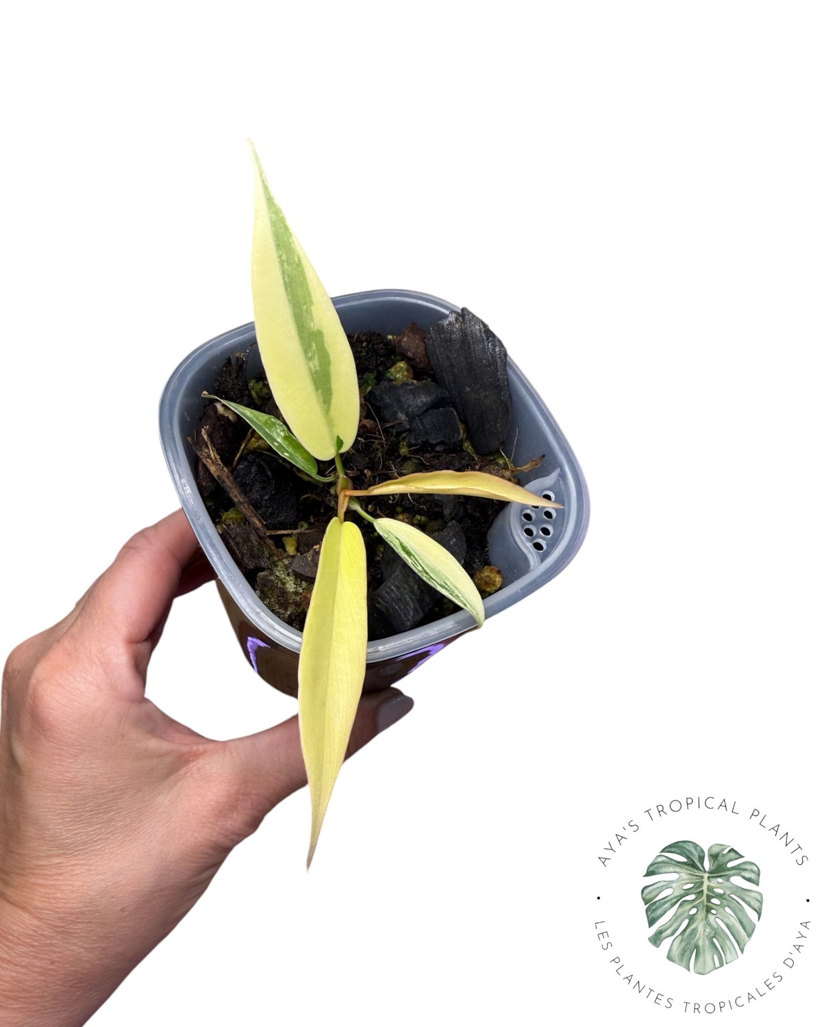 Philodendron Florida Beauty x Tortum