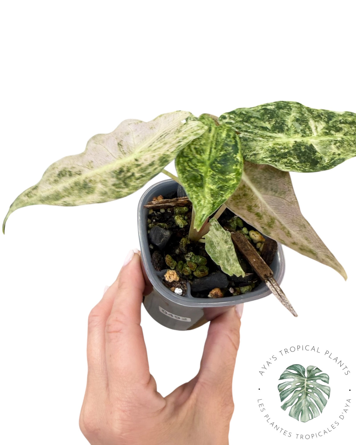 Alocasia Black Satun ‘Stardust’ Variegated
