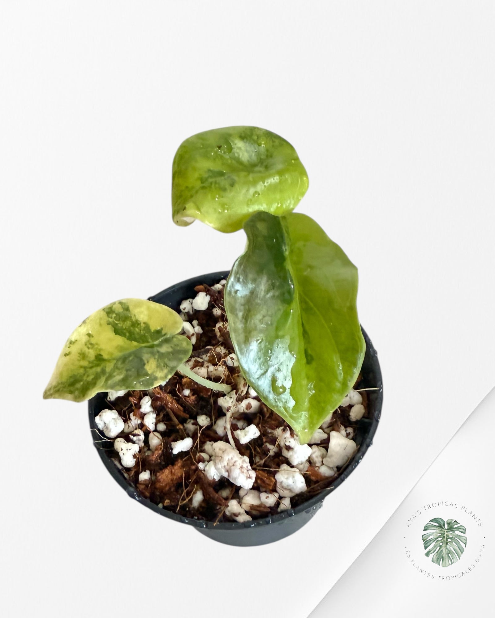 Alocasia Cuprea Golden Latté - 0