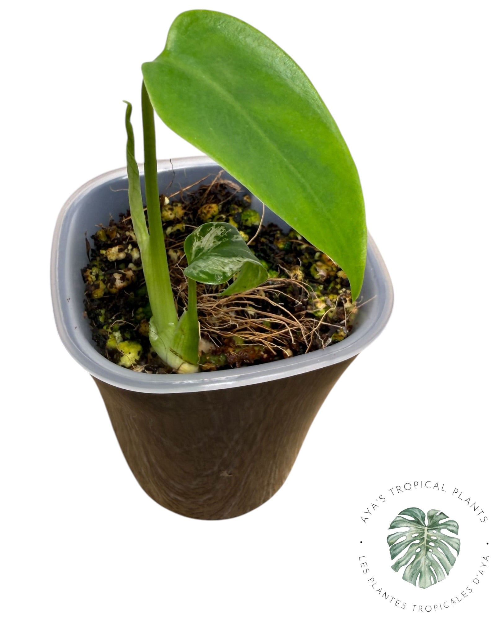Monstera Deliciosa 'Devil Monster'