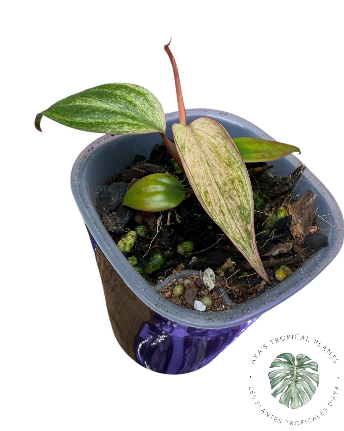 Philodendron Pink Micans Mint